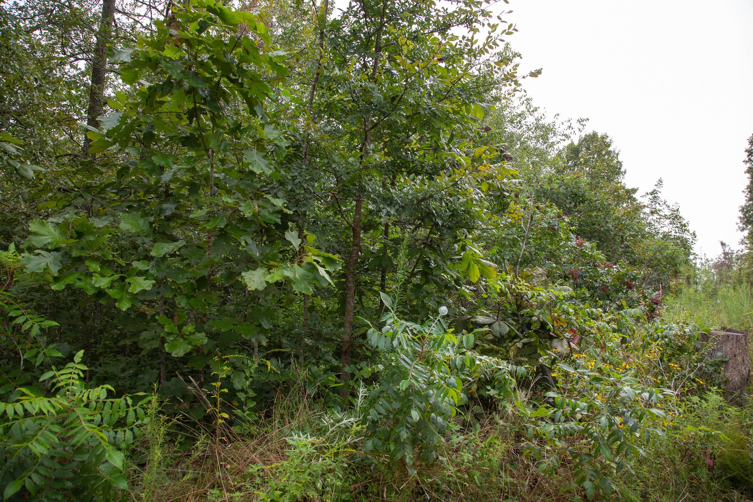 Borgmann’s Hollow Phase II Tract 44 photo 11