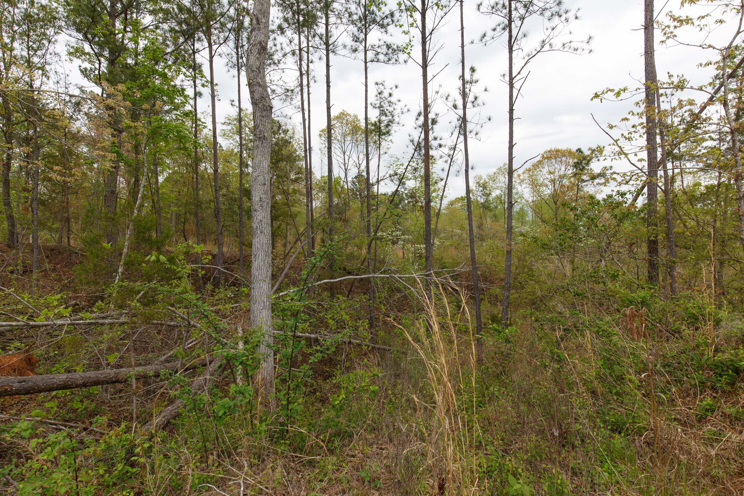 Twin Rivers Tract 37 photo 4