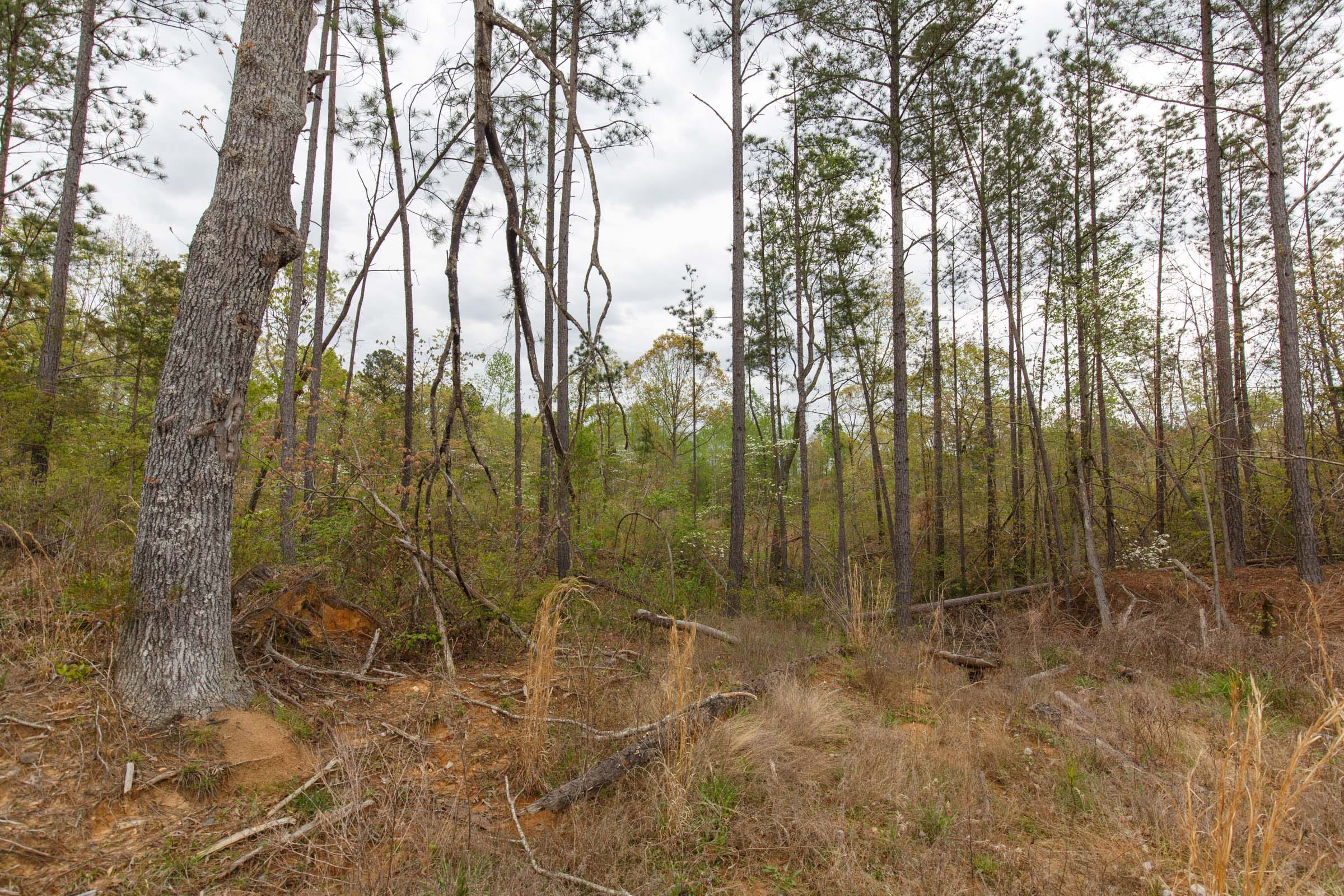 Twin Rivers Tract 37 photo 5