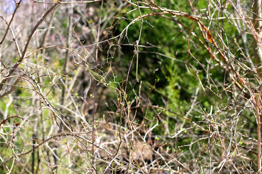 Montgomery Ranch Tract 3 photo 5