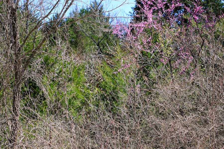 Montgomery Ranch Tract 3 photo 6