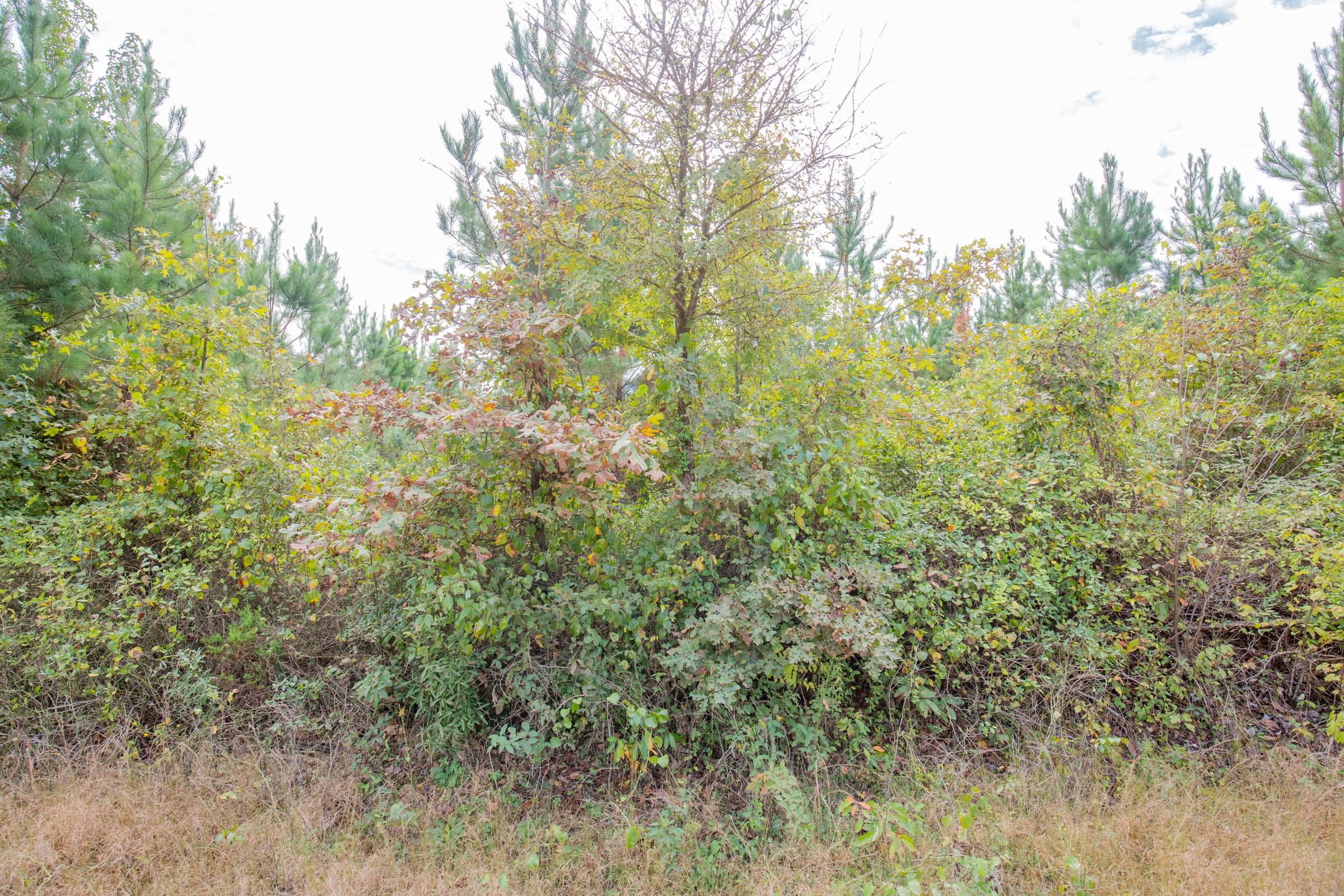 Sky Ranch Tract 5 photo 7