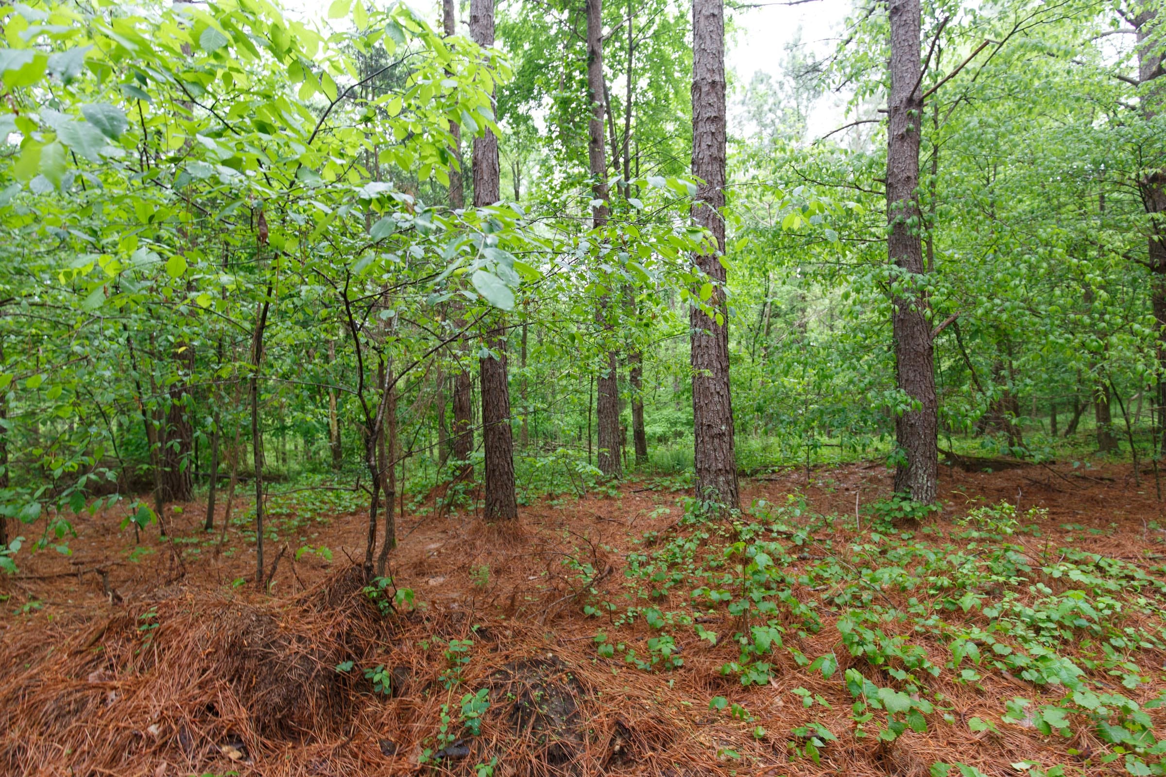 Red Barn Ranch Tract 26 photo 2