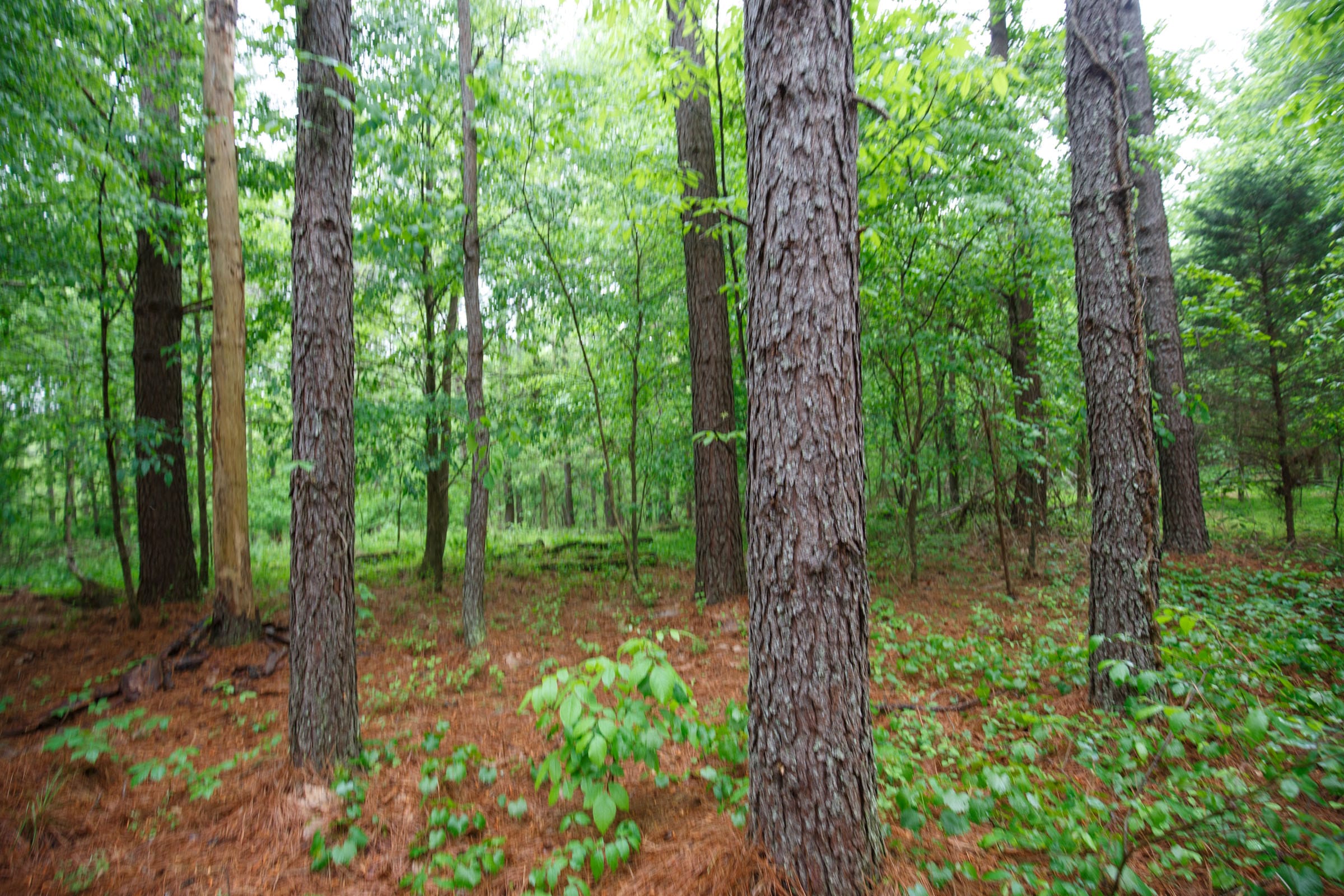 Red Barn Ranch Tract 26 photo 3