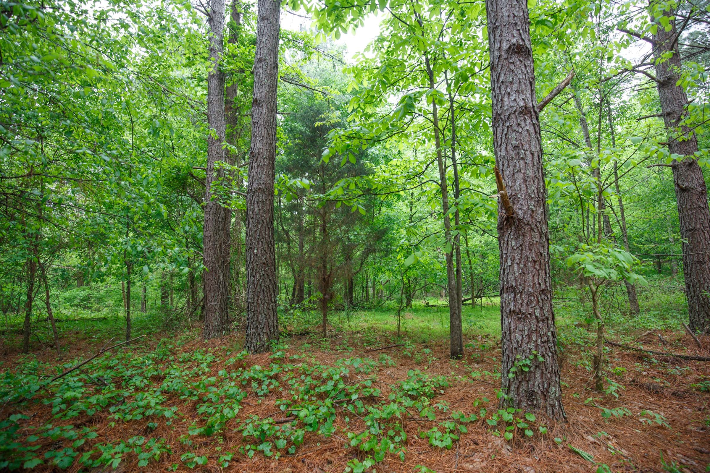Red Barn Ranch Tract 26 photo 5