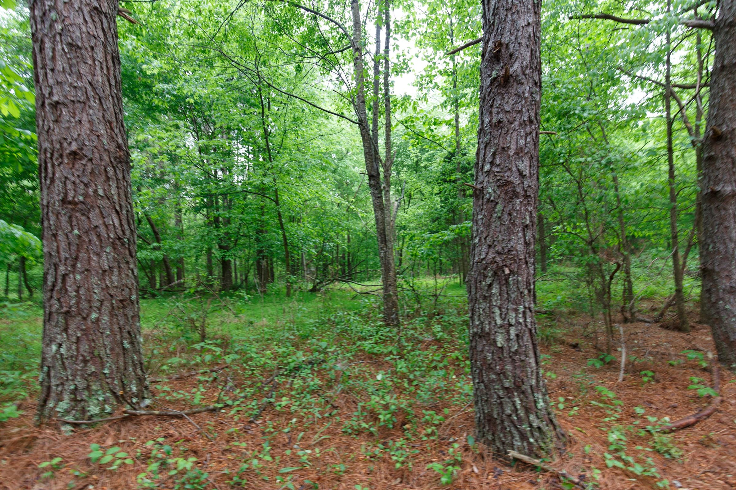 Red Barn Ranch Tract 26 photo 7