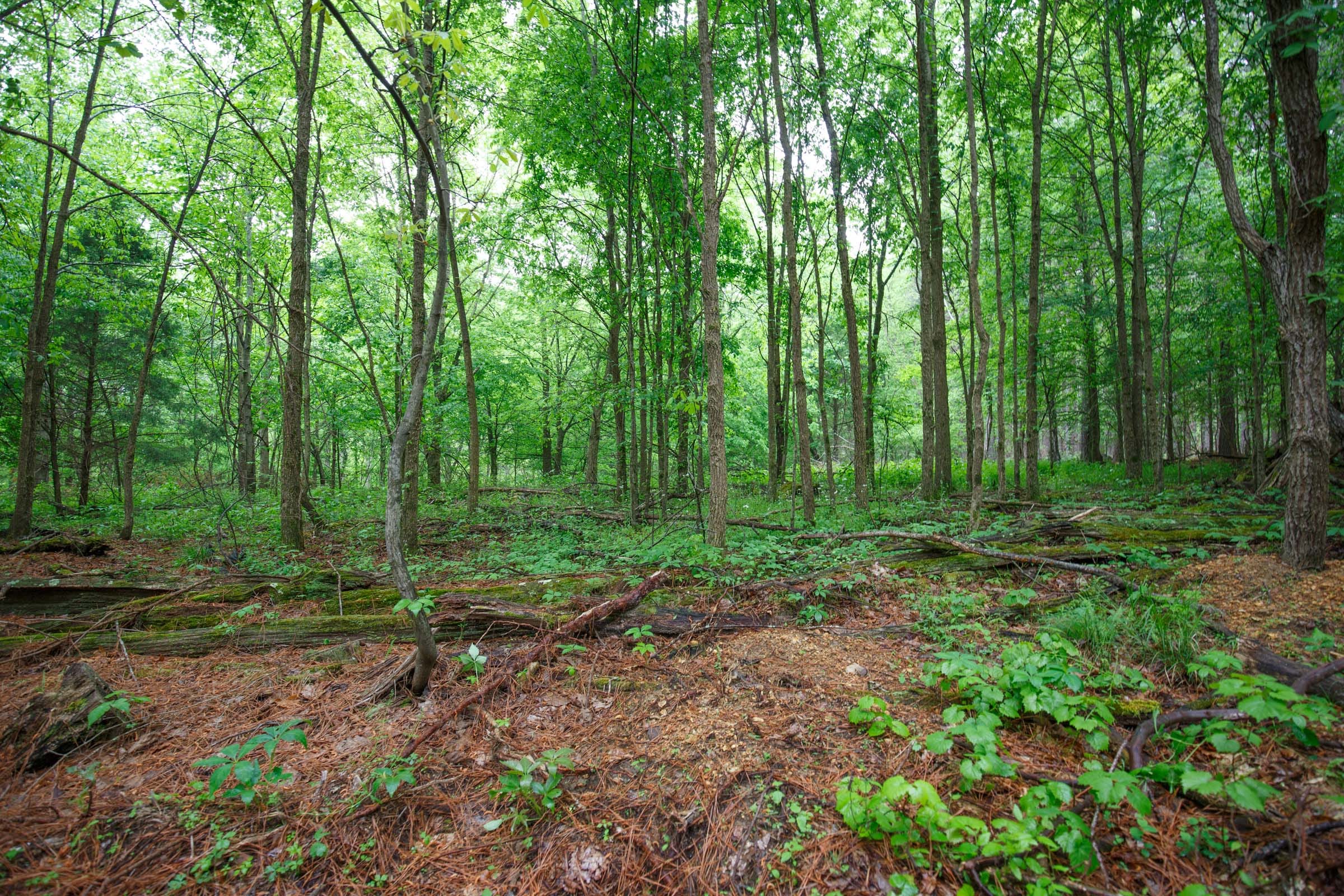 Red Barn Ranch Tract 26 photo 4