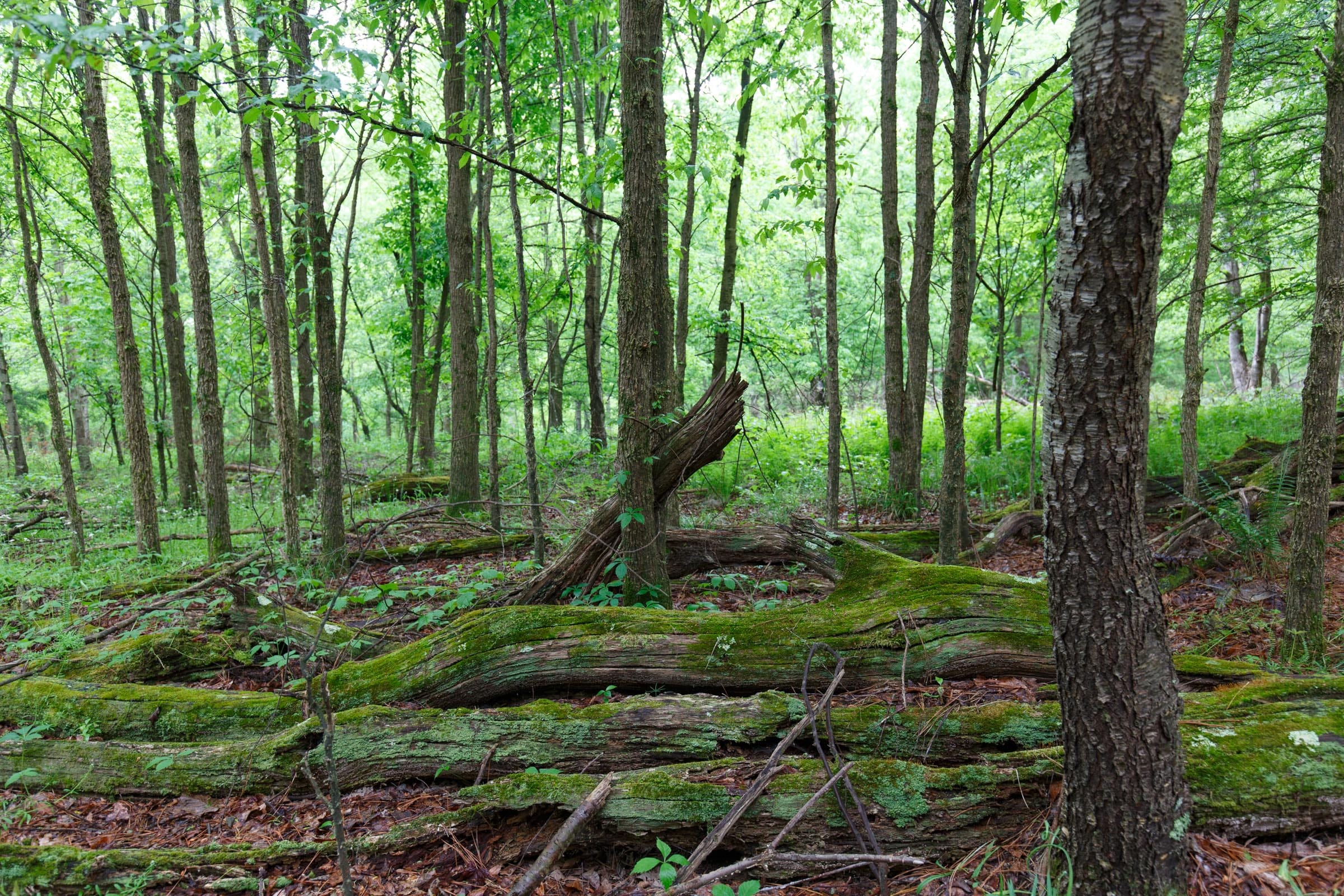 Red Barn Ranch Tract 26 photo 9