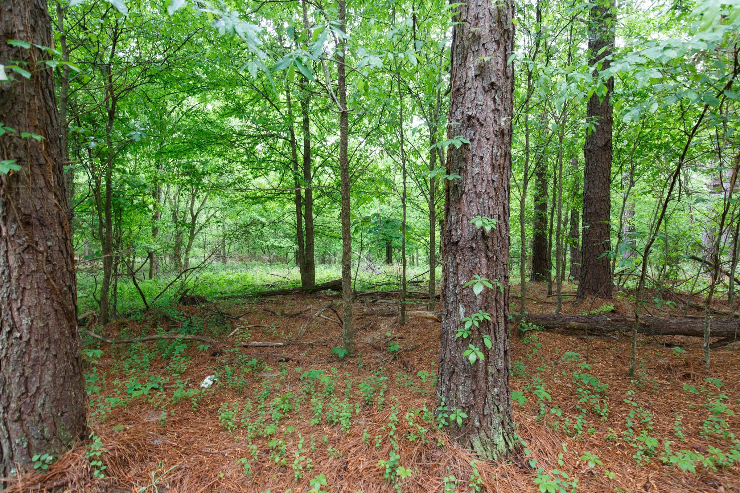 Red Barn Ranch Tract 26 photo 11