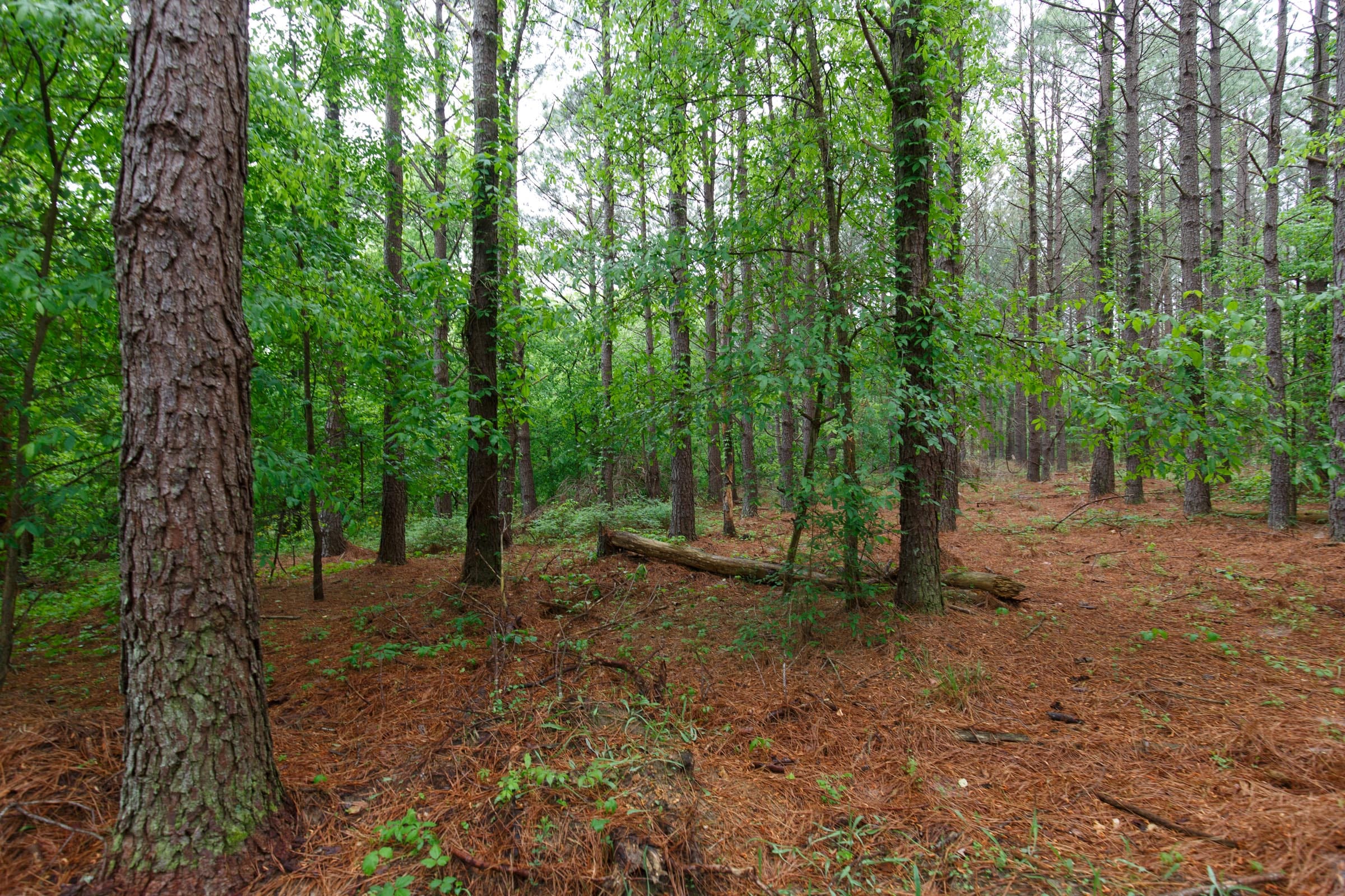 Red Barn Ranch Tract 26 photo 10