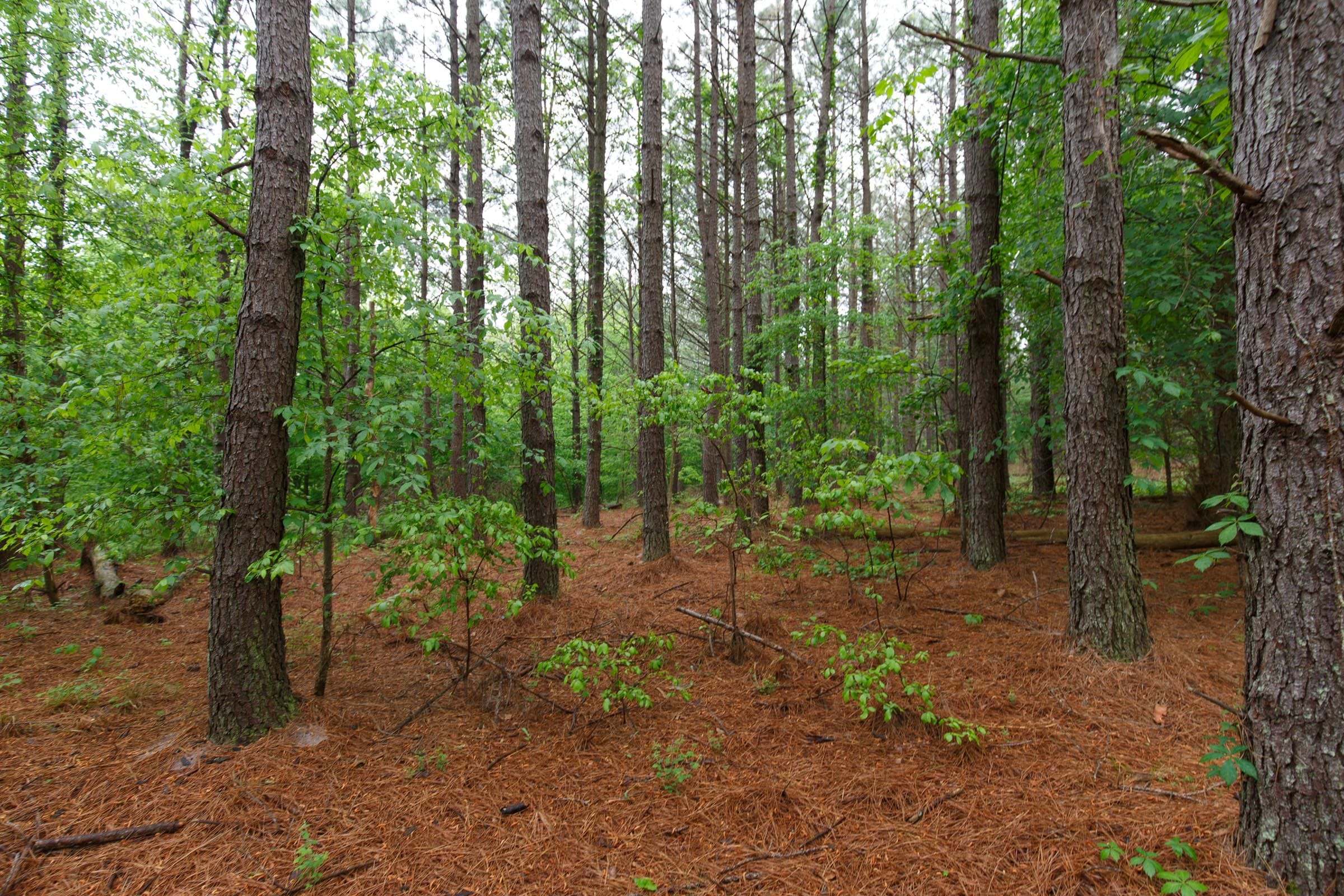 Red Barn Ranch Tract 26 photo 13
