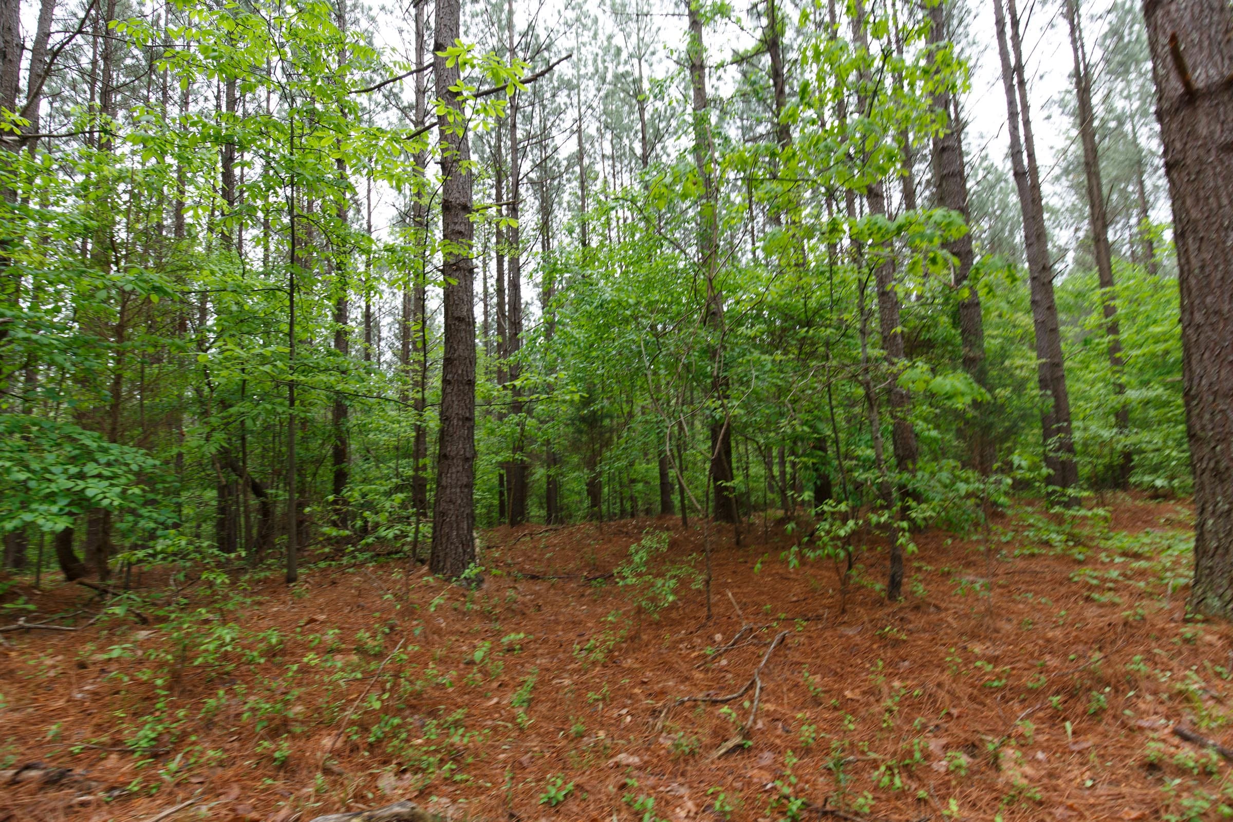 Red Barn Ranch Tract 26 photo 14