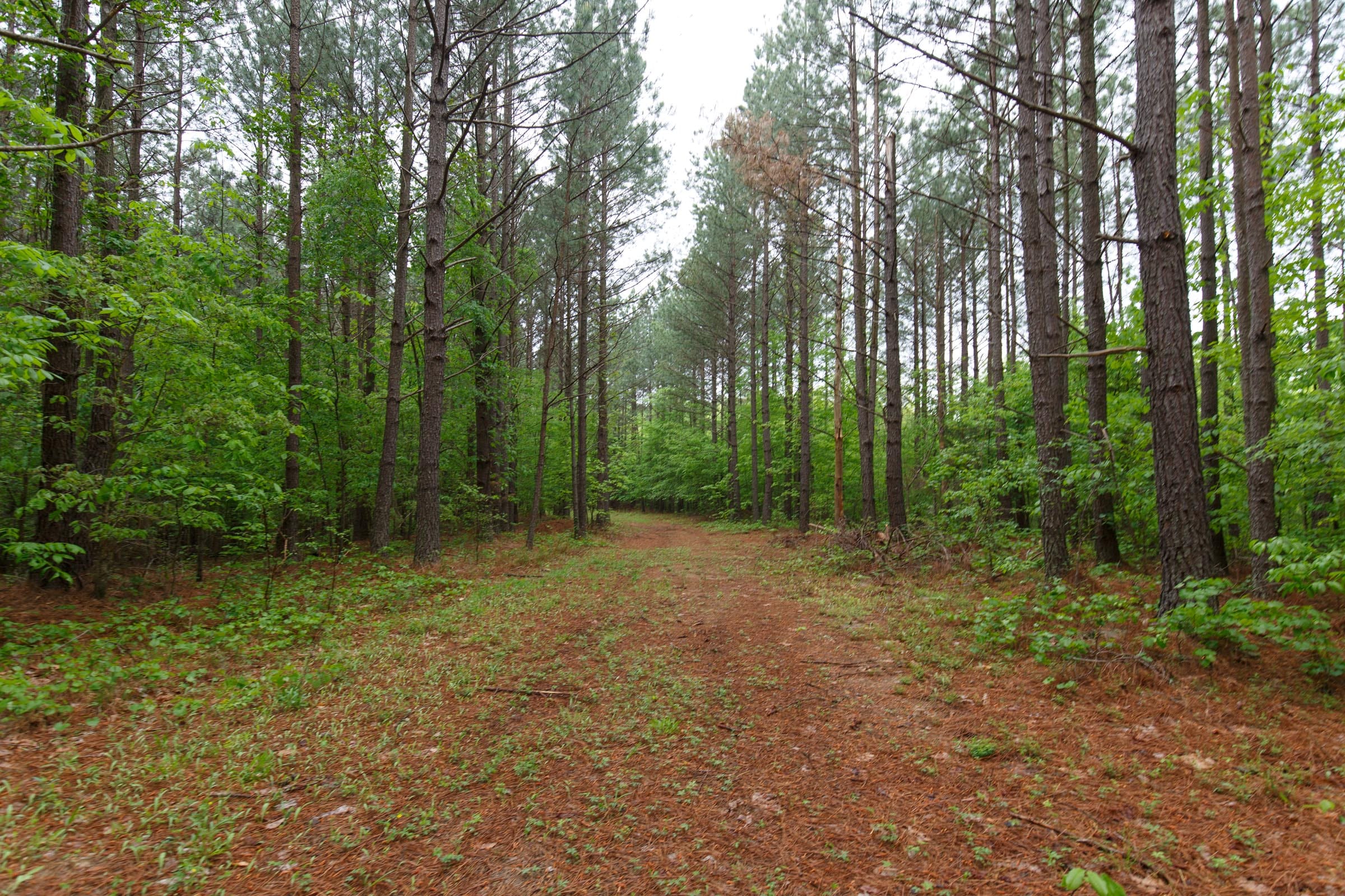 Red Barn Ranch Tract 26 photo 8