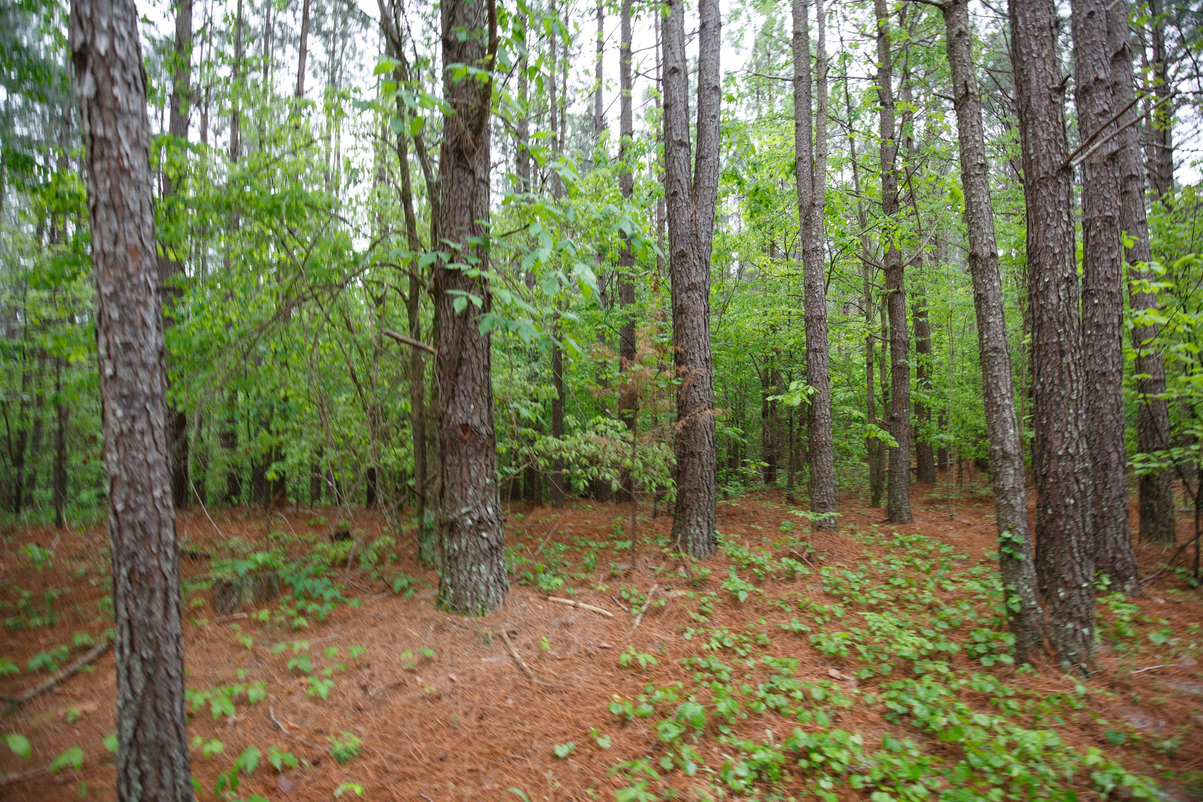 Red Barn Ranch Tract 26 photo 12