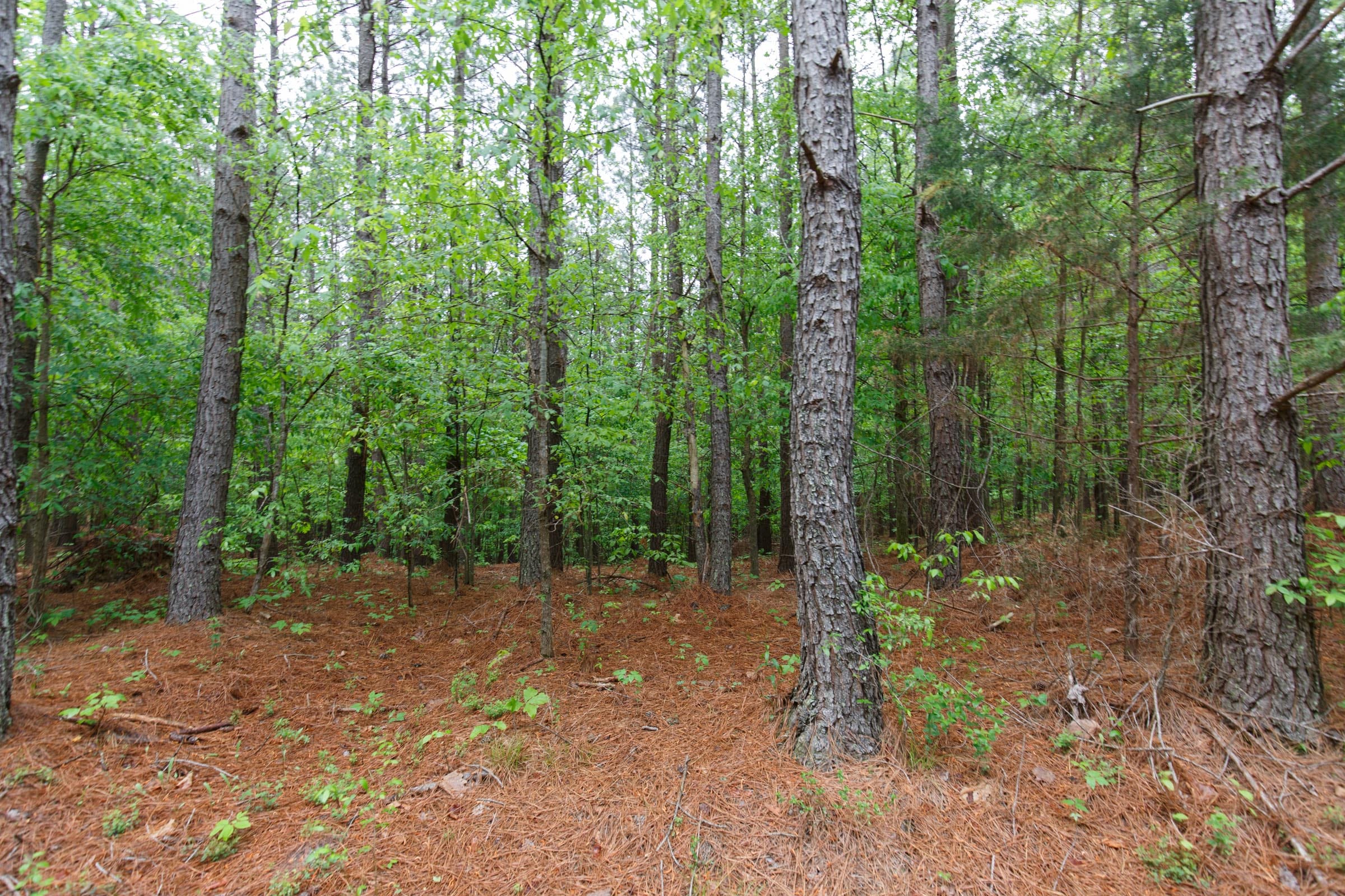 Red Barn Ranch Tract 26 photo 16