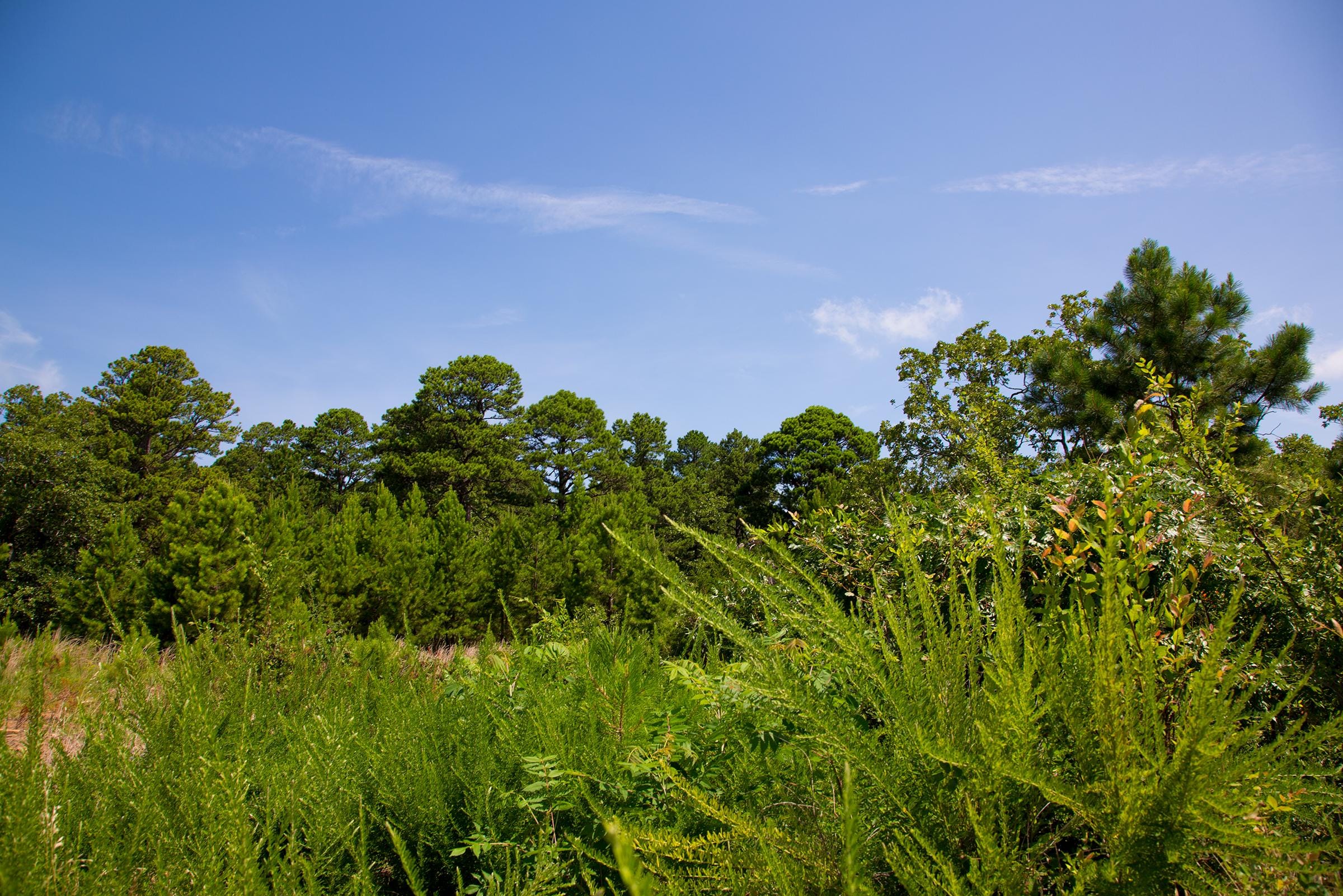 Tyler Stone Ranch Tract 82 photo 3