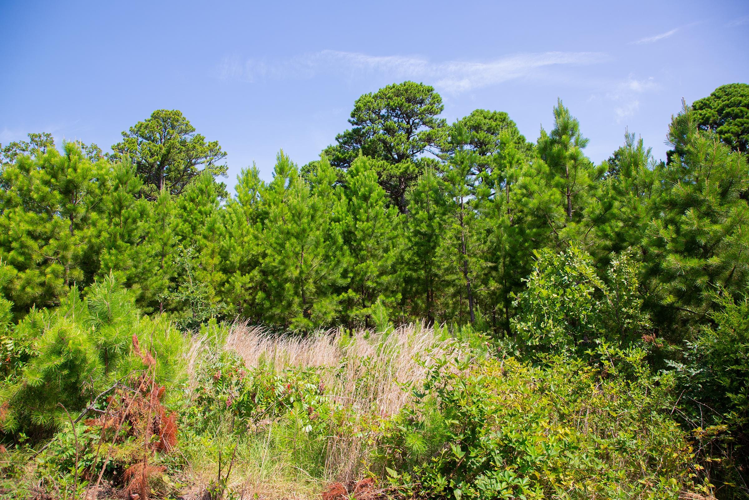 Tyler Stone Ranch Tract 82 photo 4