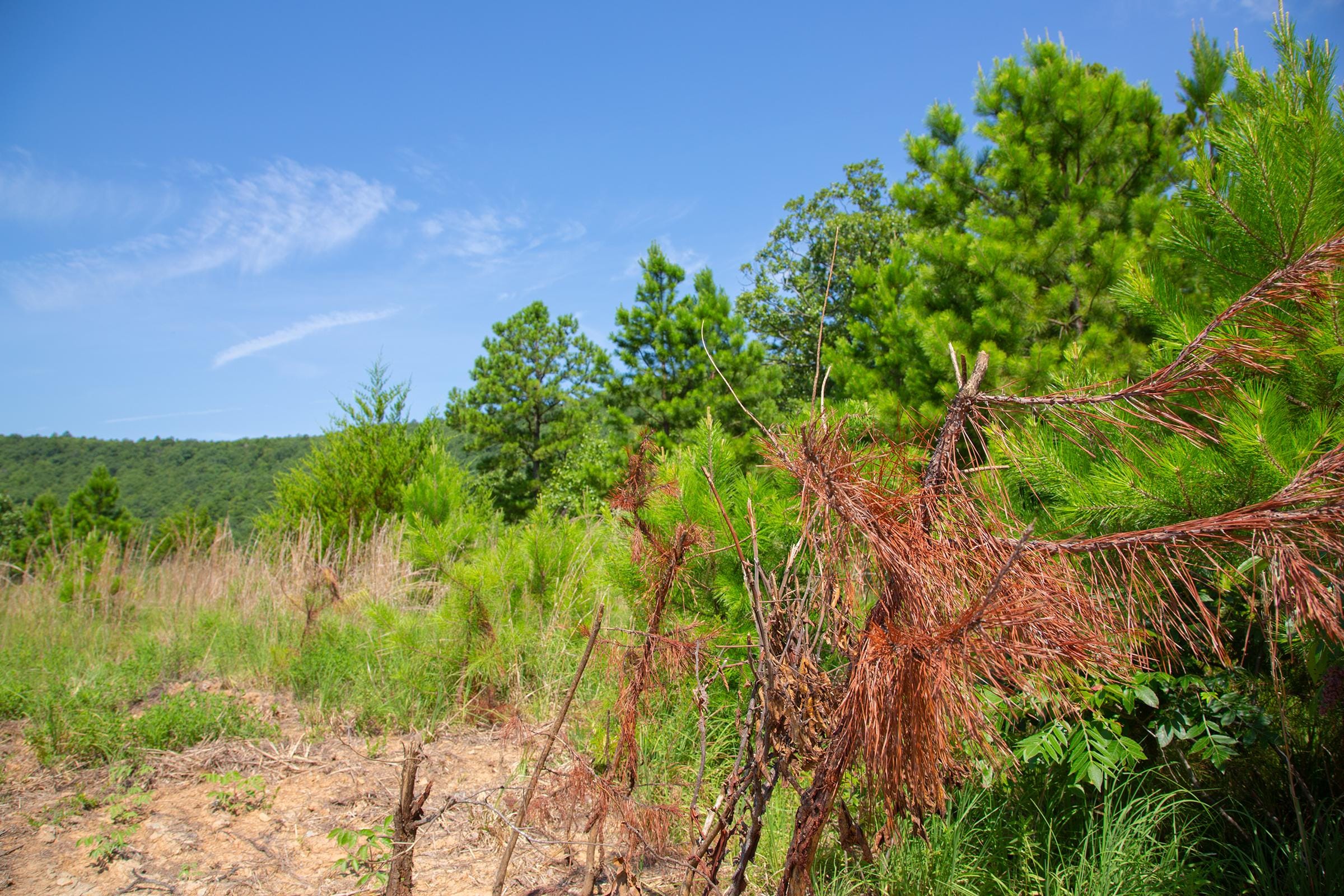 Tyler Stone Ranch Tract 82 photo 6