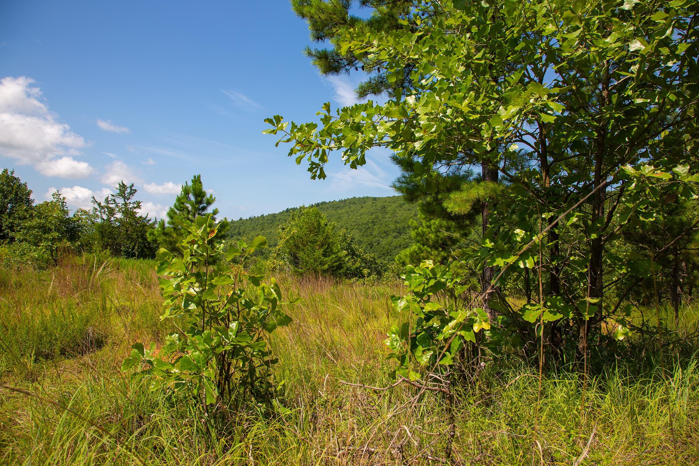 Tyler Stone Ranch Tract 82 photo 11