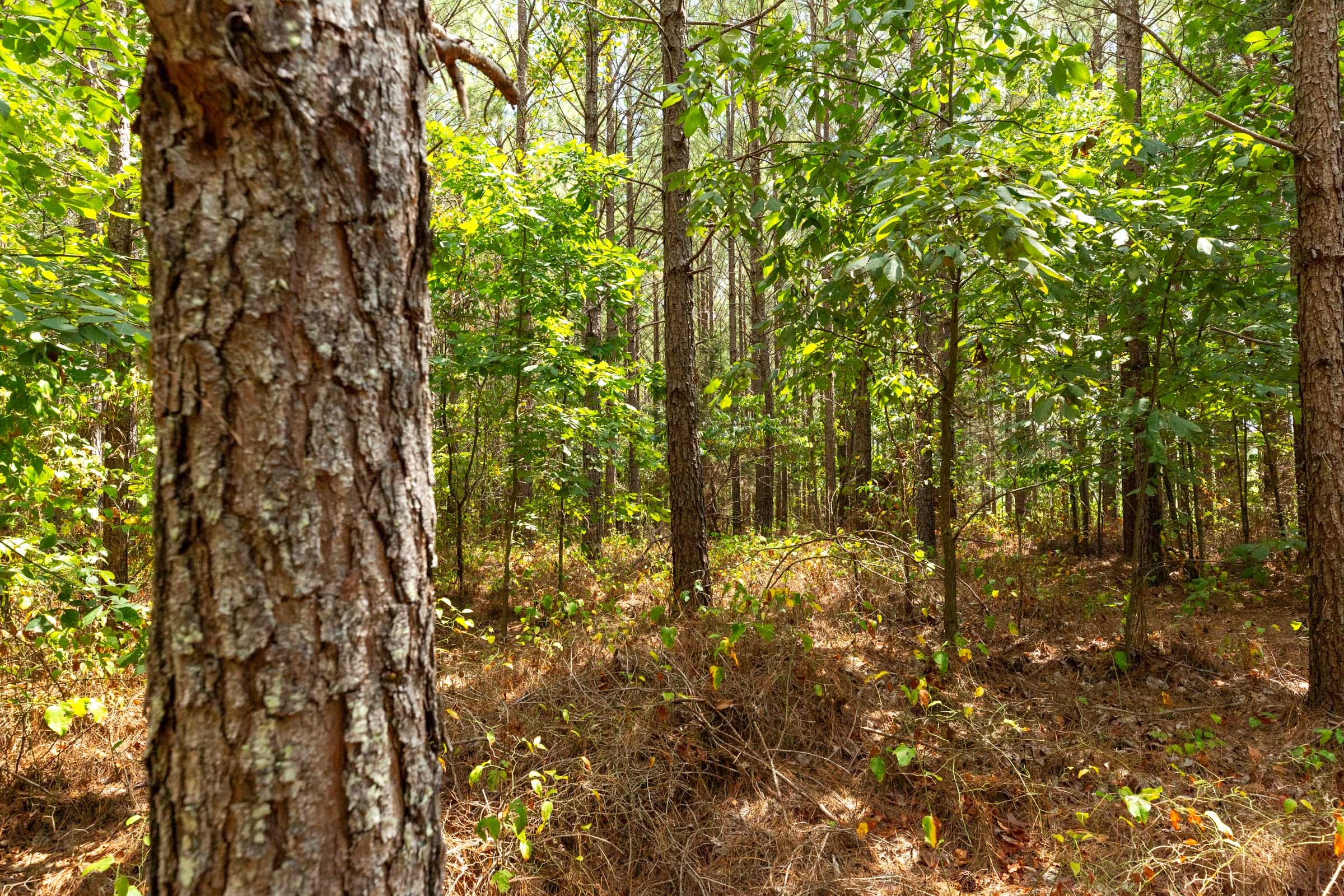 Harvest Ridge Tract 4 photo 2