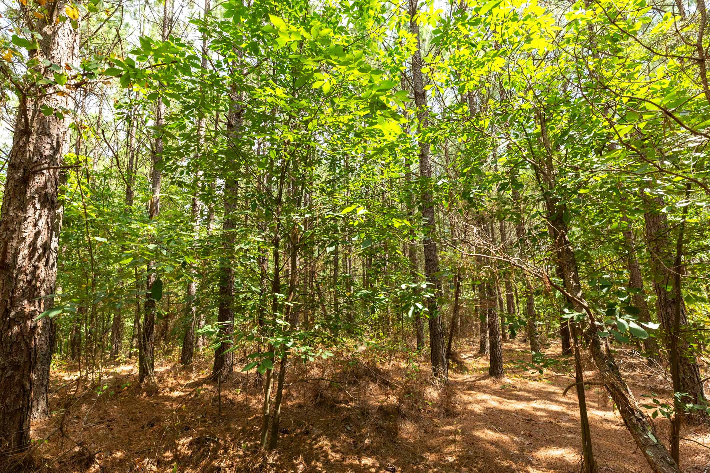 Harvest Ridge Tract 4 photo 3