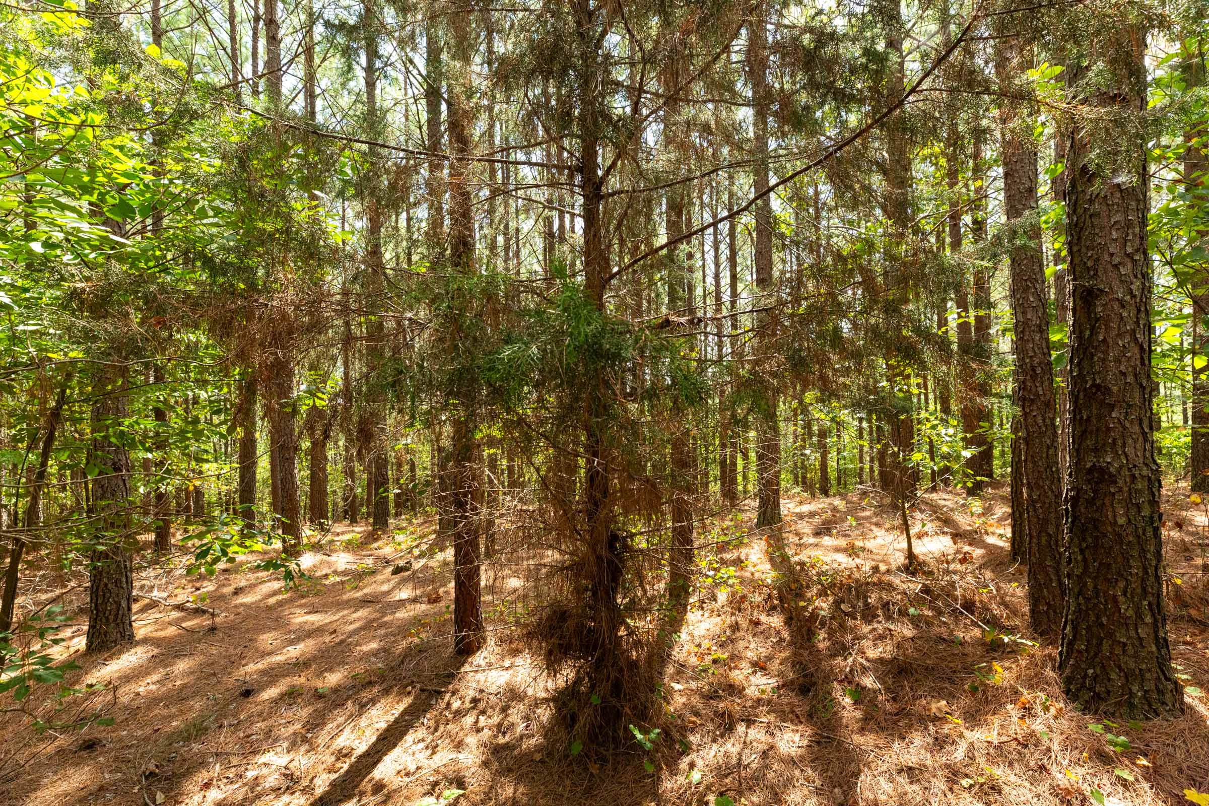 Harvest Ridge Tract 4 photo 4