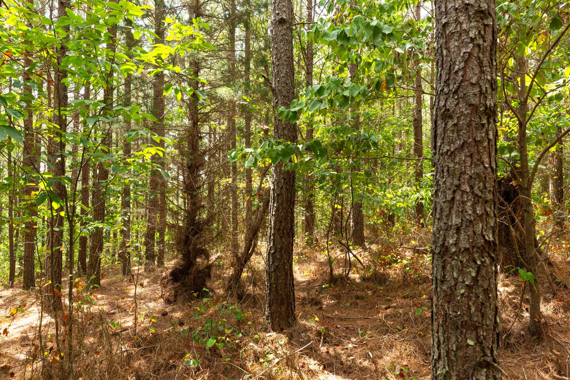 Harvest Ridge Tract 4 photo 6