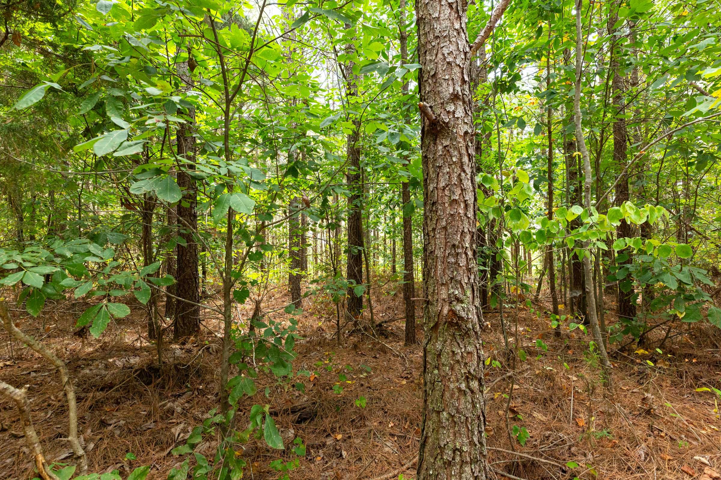 Harvest Ridge Tract 4 photo 10