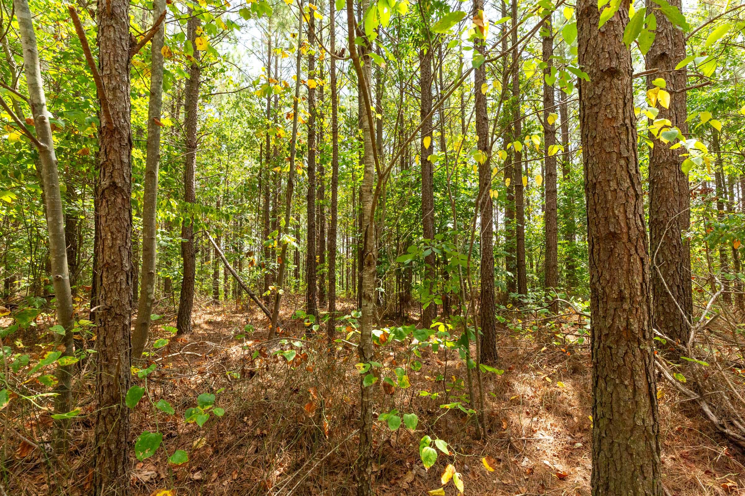 Harvest Ridge Tract 4 photo 9