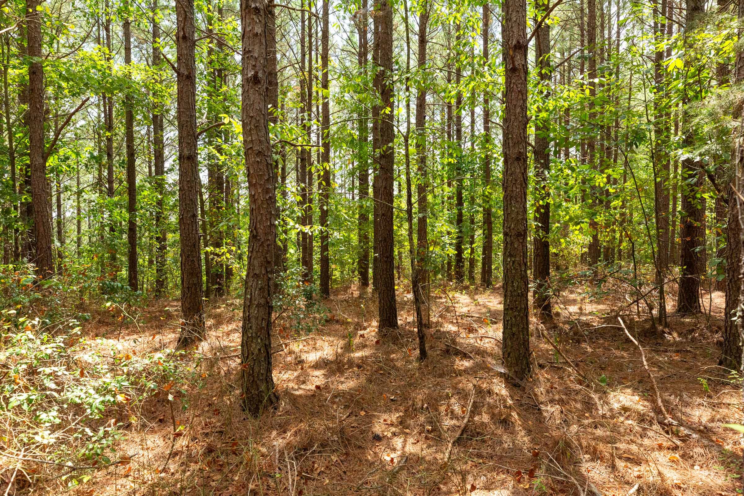 Harvest Ridge Tract 4 photo 11