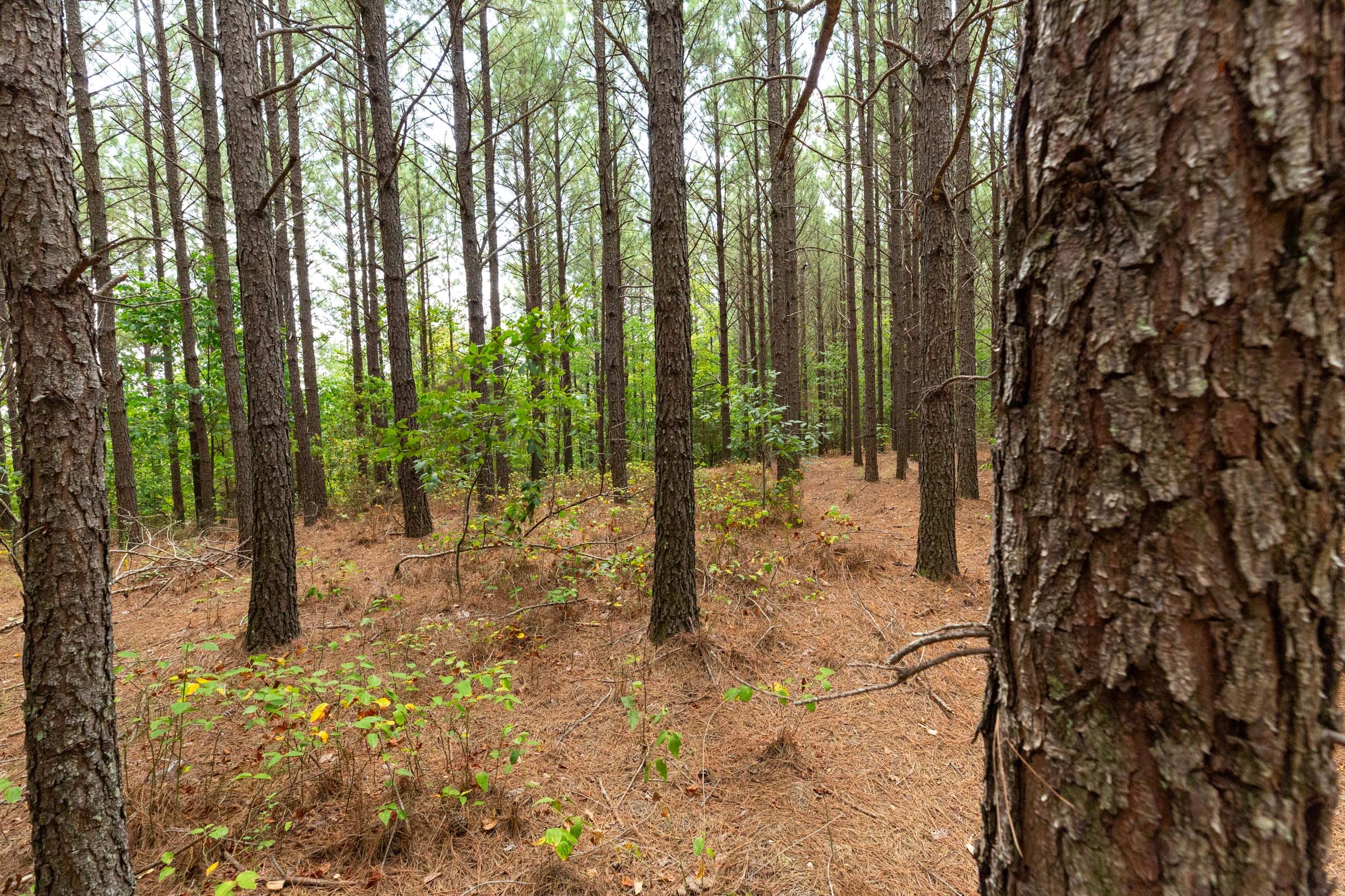 Harvest Ridge Tract 4 photo 13
