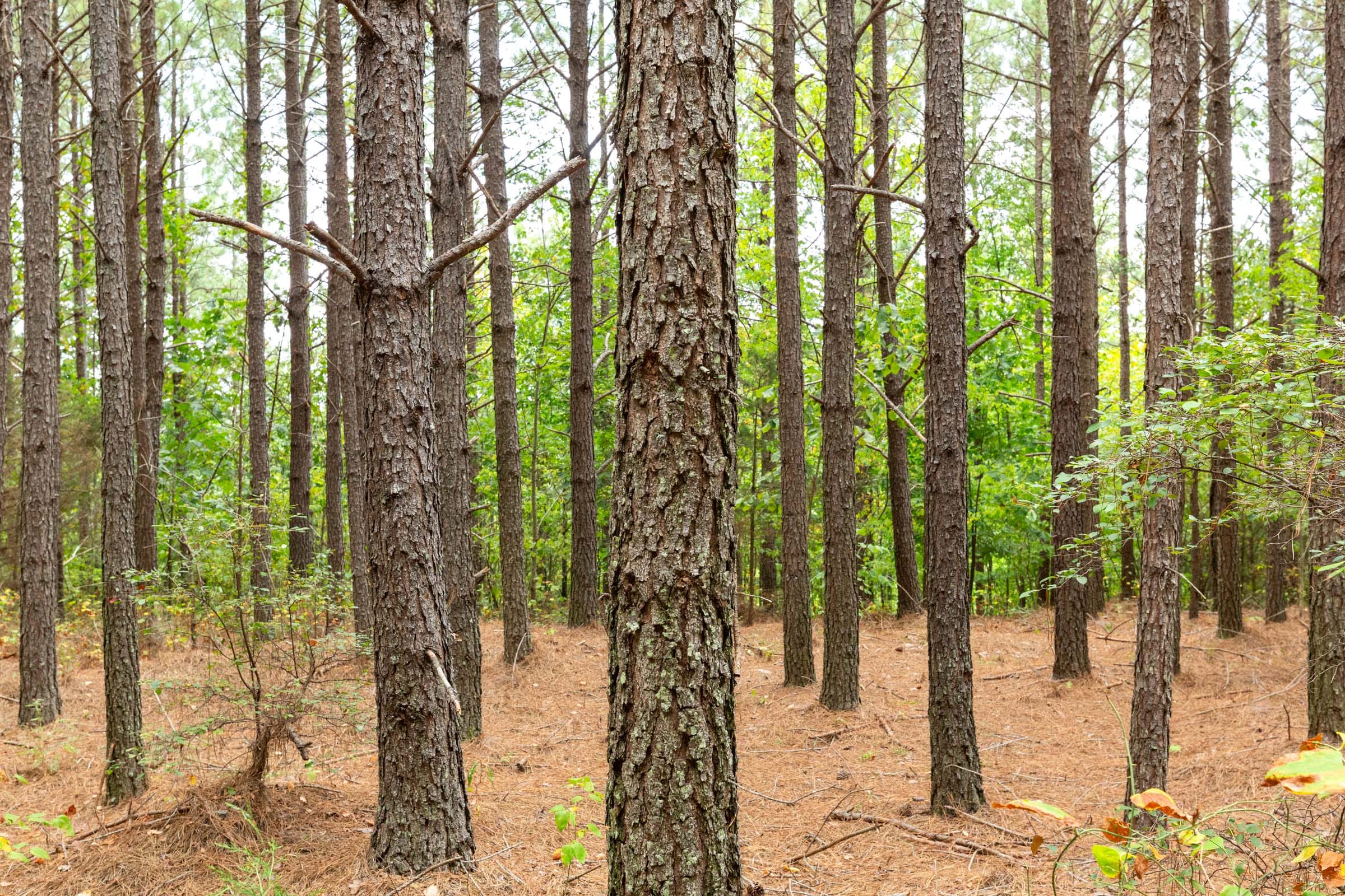Harvest Ridge Tract 4 photo 12