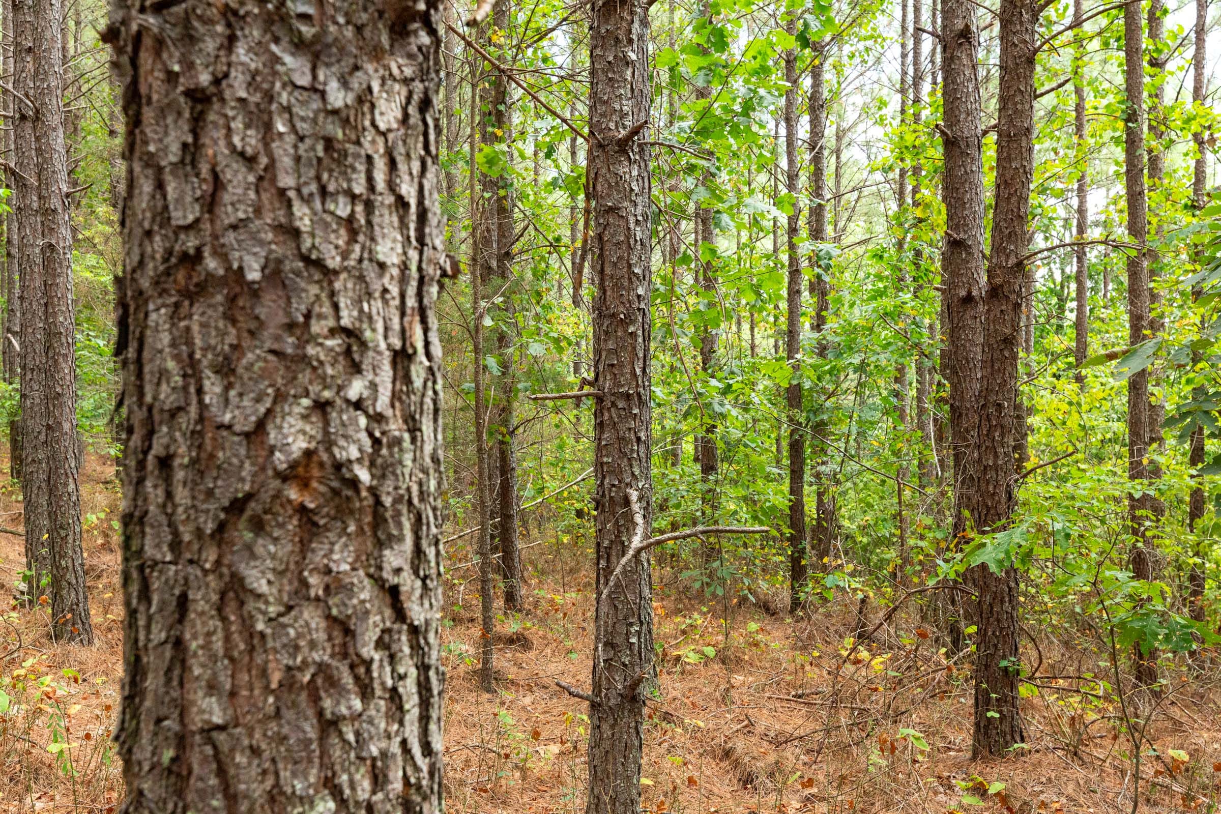Harvest Ridge Tract 4 photo 5