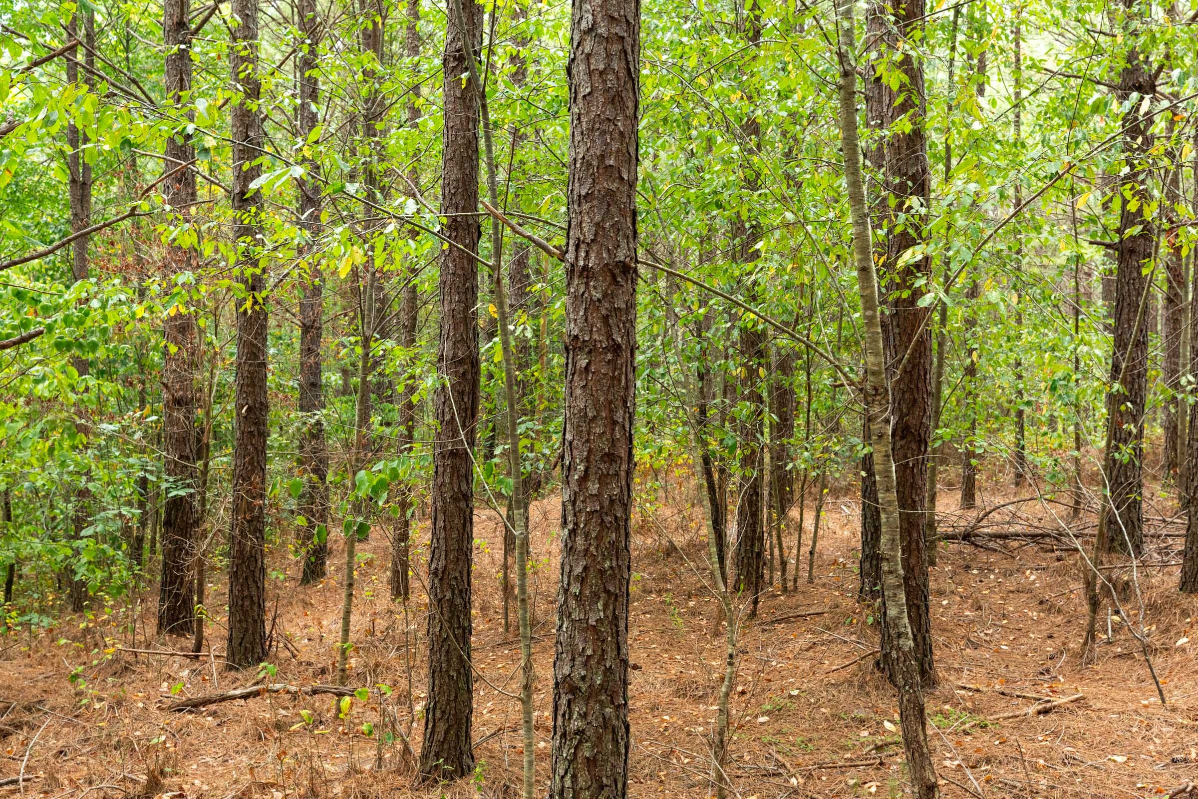 Harvest Ridge Tract 4 photo 14