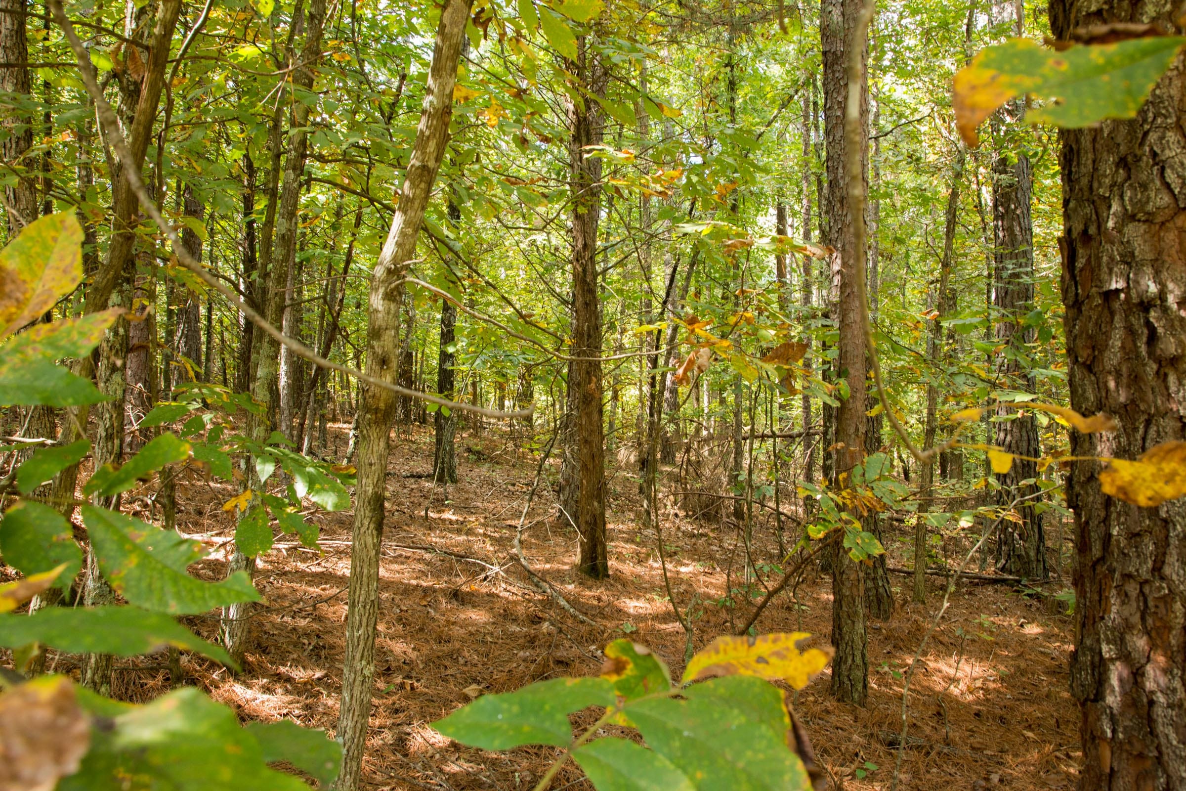 Wagon Wheel Ranch Tract 52 photo 4