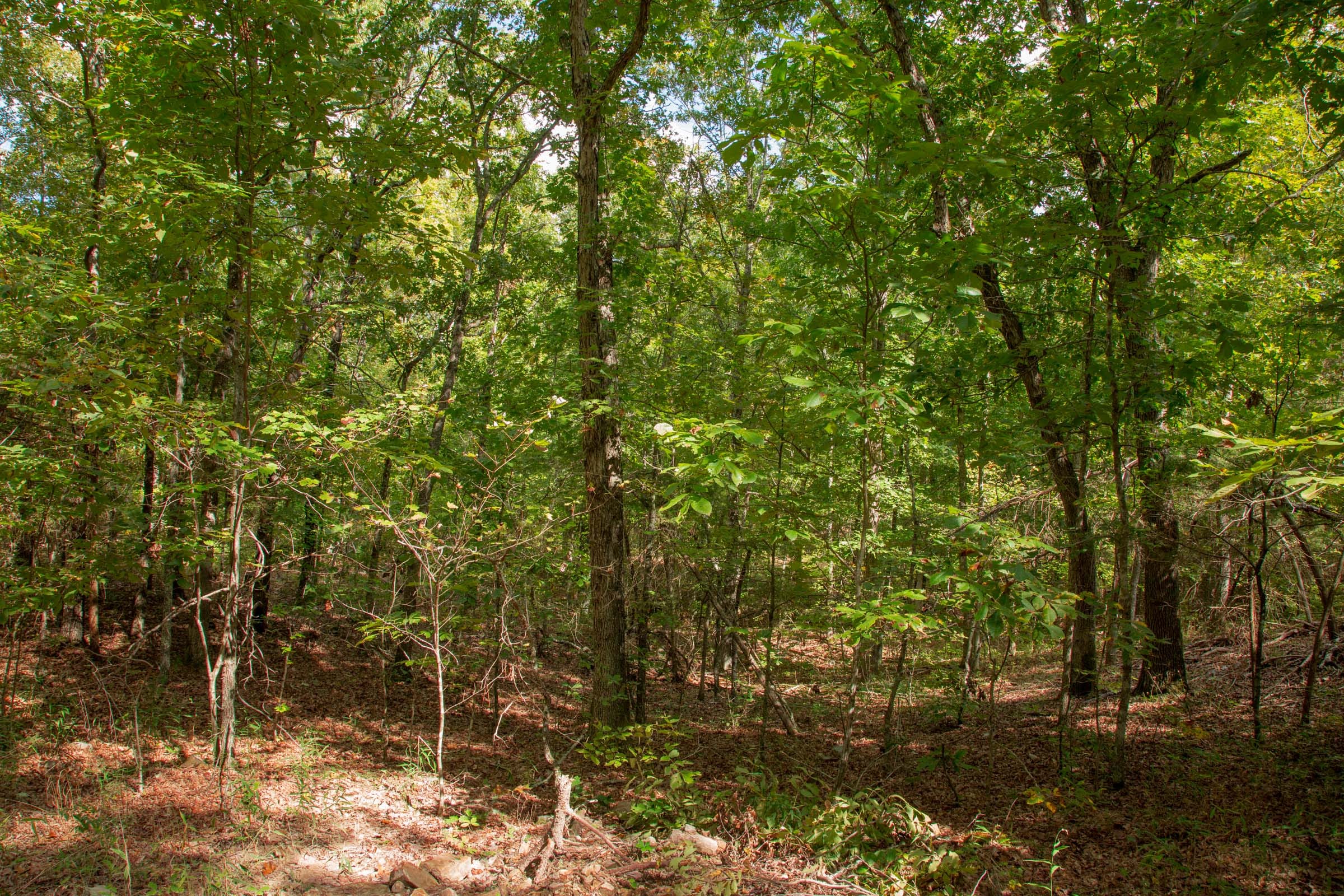 Wagon Wheel Ranch Tract 52 photo 6