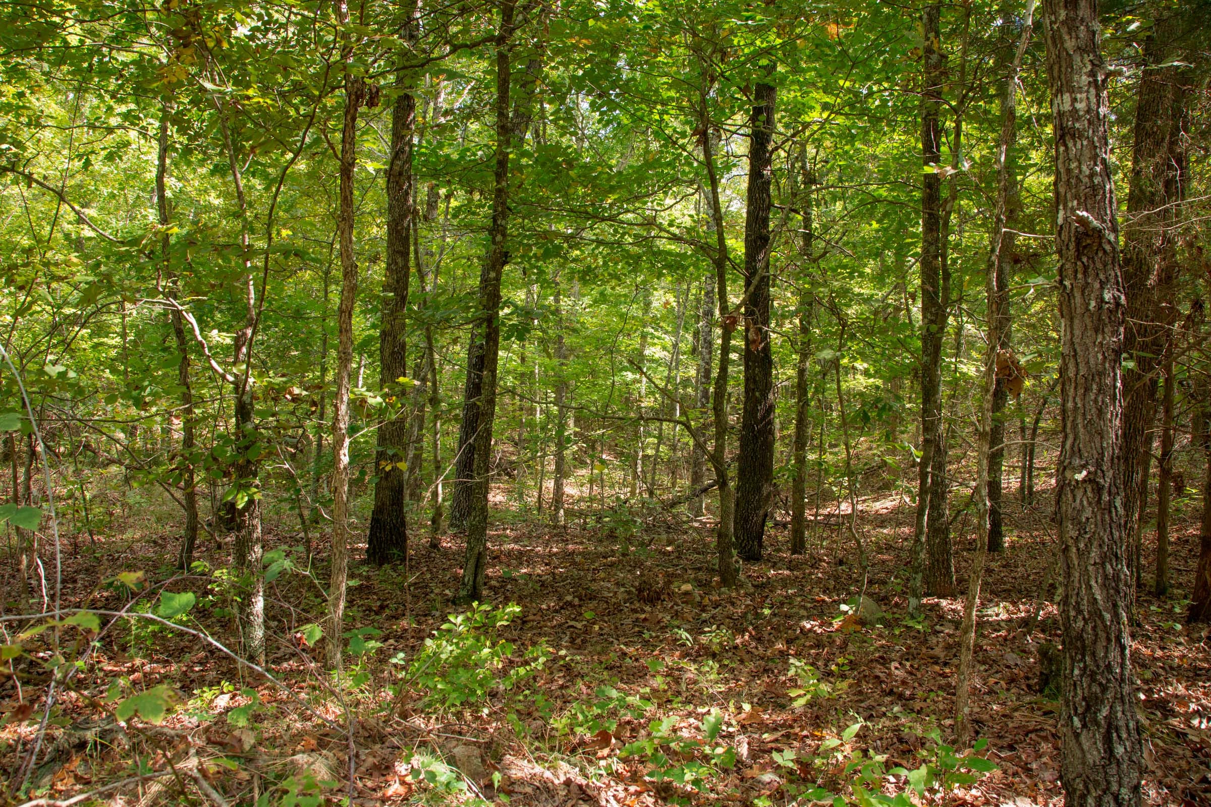 Wagon Wheel Ranch Tract 52 photo 9