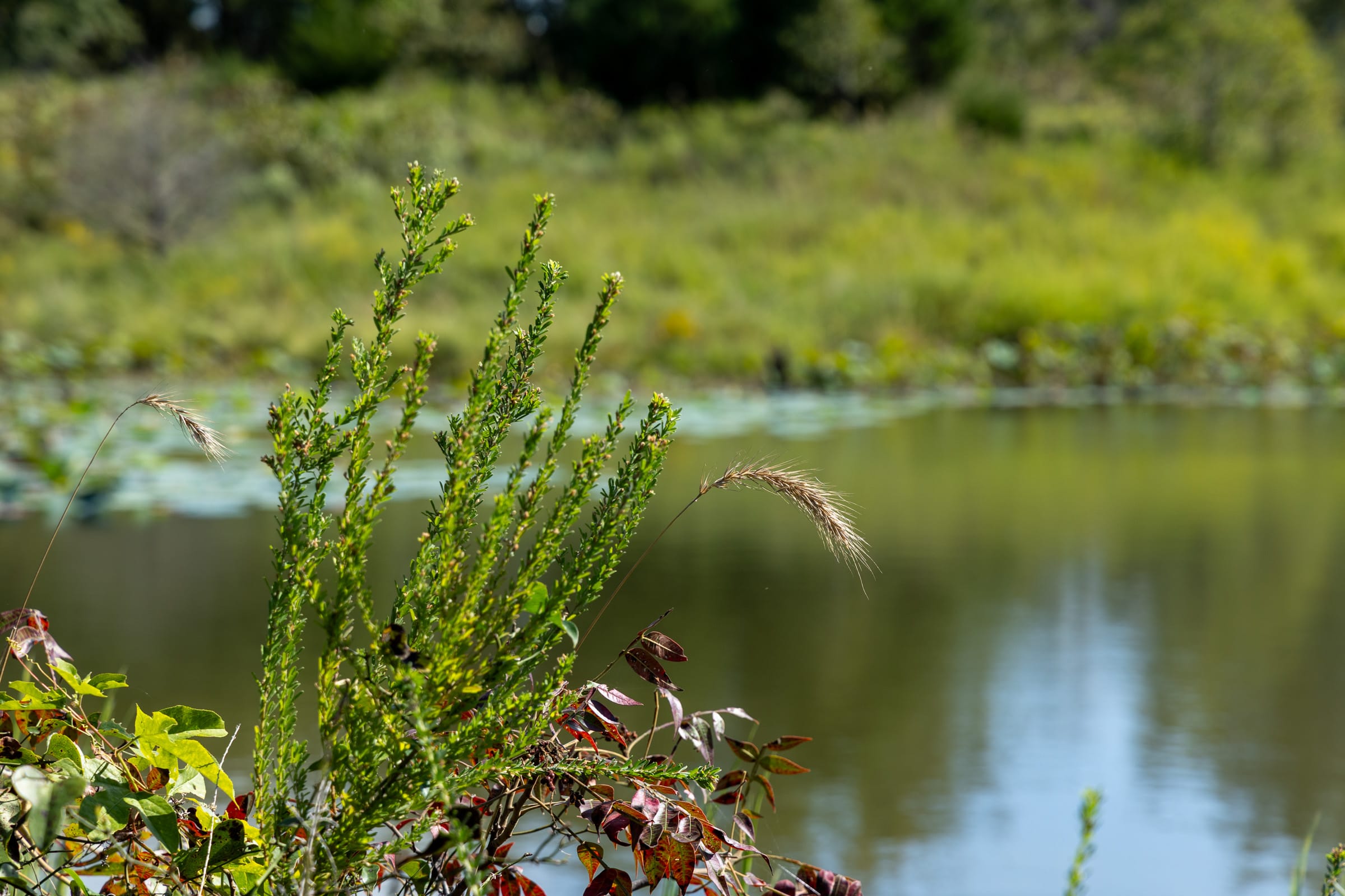 Reserves At Cattail Cove Phase II Tract 90 photo 8
