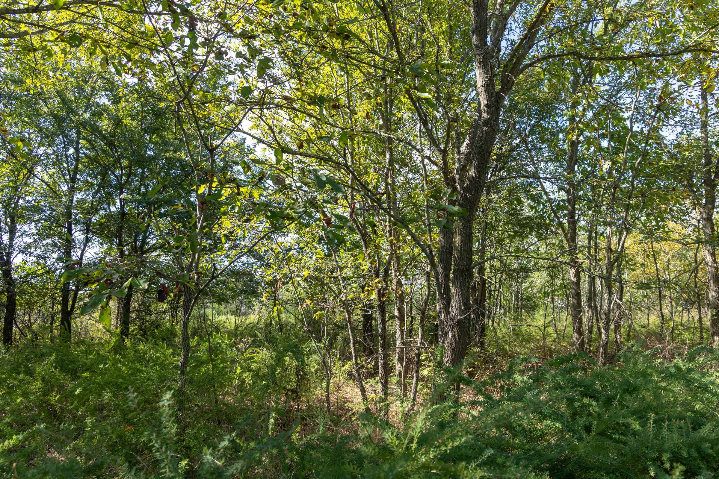 Reserves At Cattail Cove Phase II Tract 90 photo 14