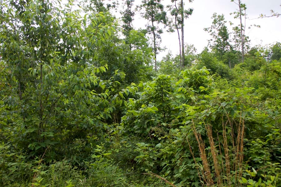 Thunder Mountain Ranch Tract 57 photo 4
