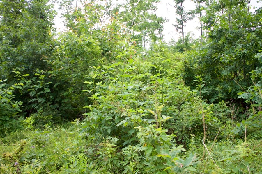Thunder Mountain Ranch Tract 57 photo 5