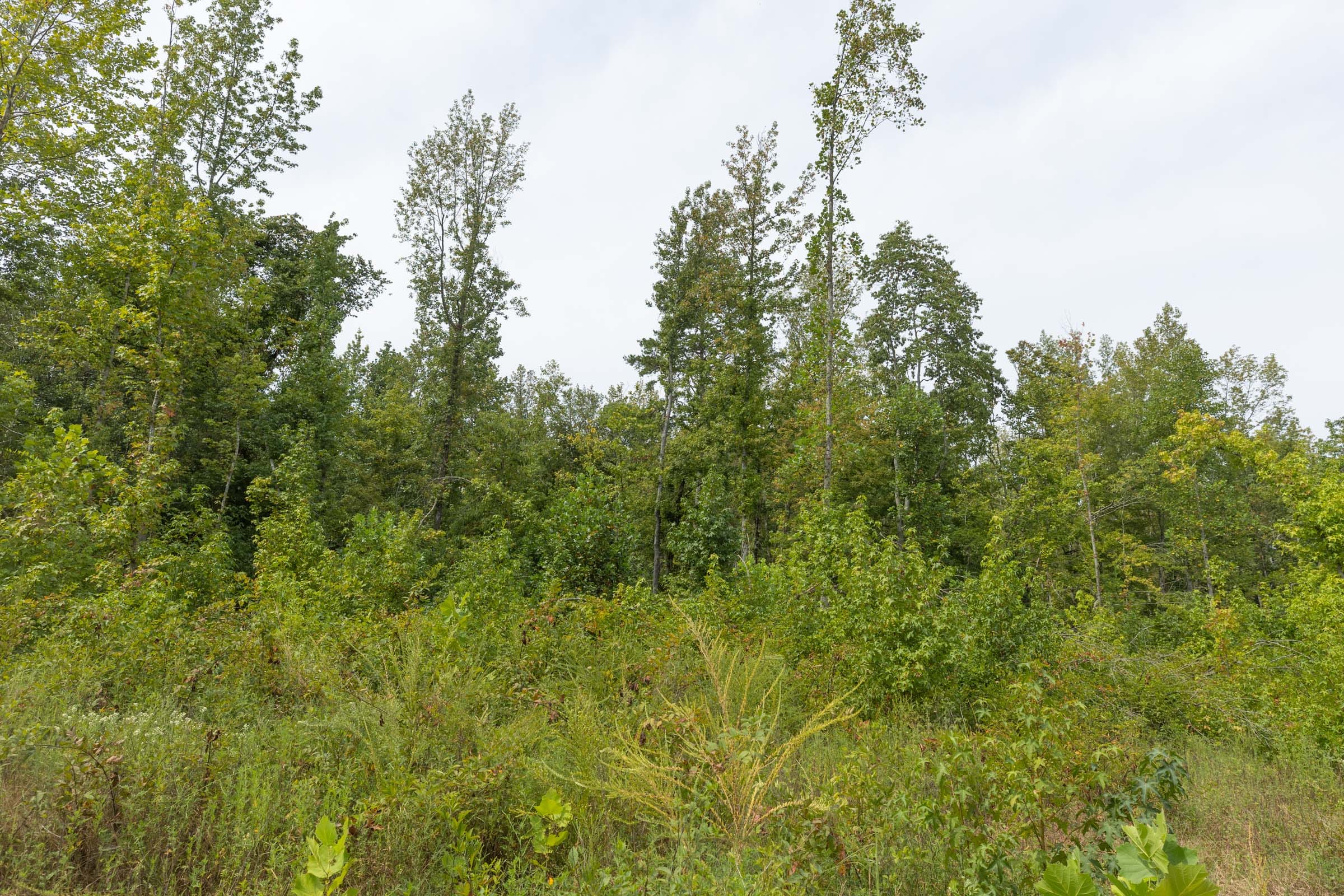 Big White Oak Tract 128 photo 12