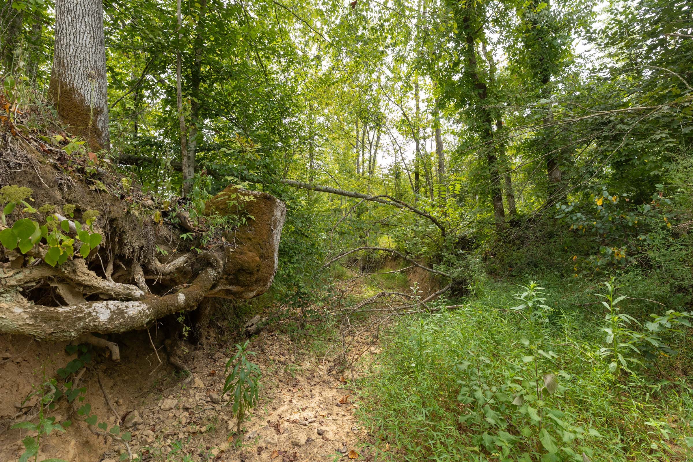 Big White Oak Tract 128 photo 9