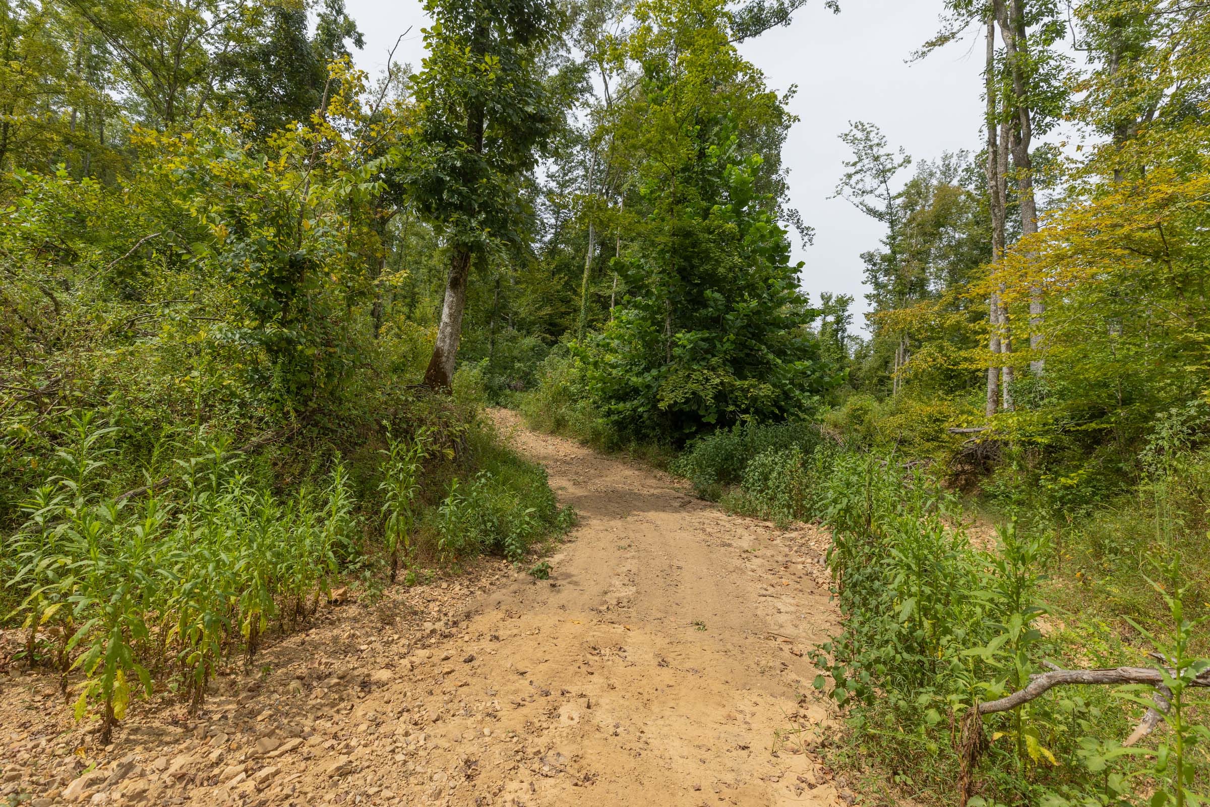 Big White Oak Tract 128 photo 8