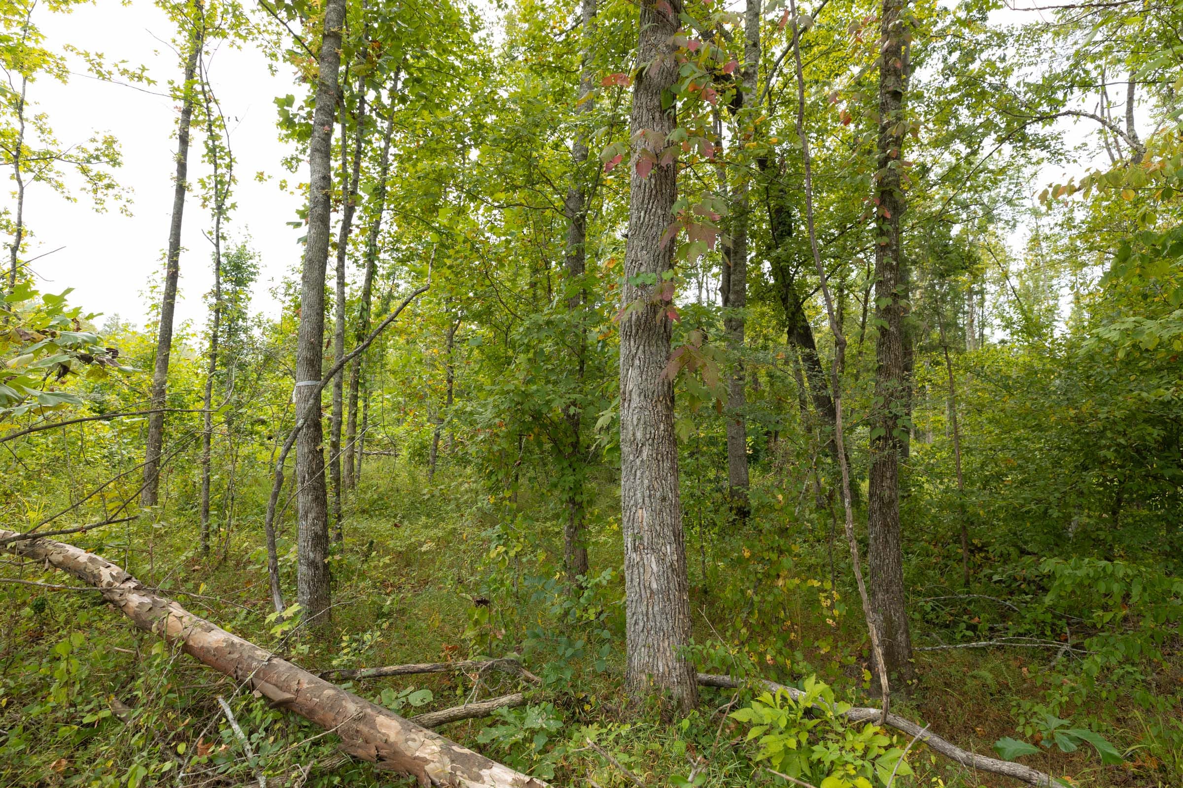 Big White Oak Tract 128 photo 6