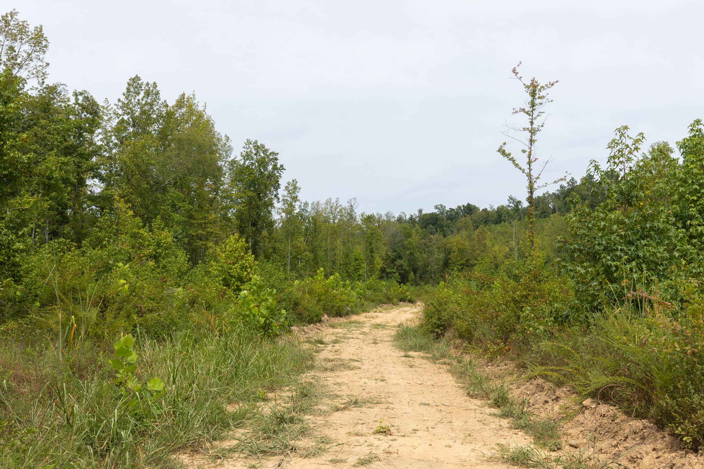 Big White Oak Tract 128 photo 5