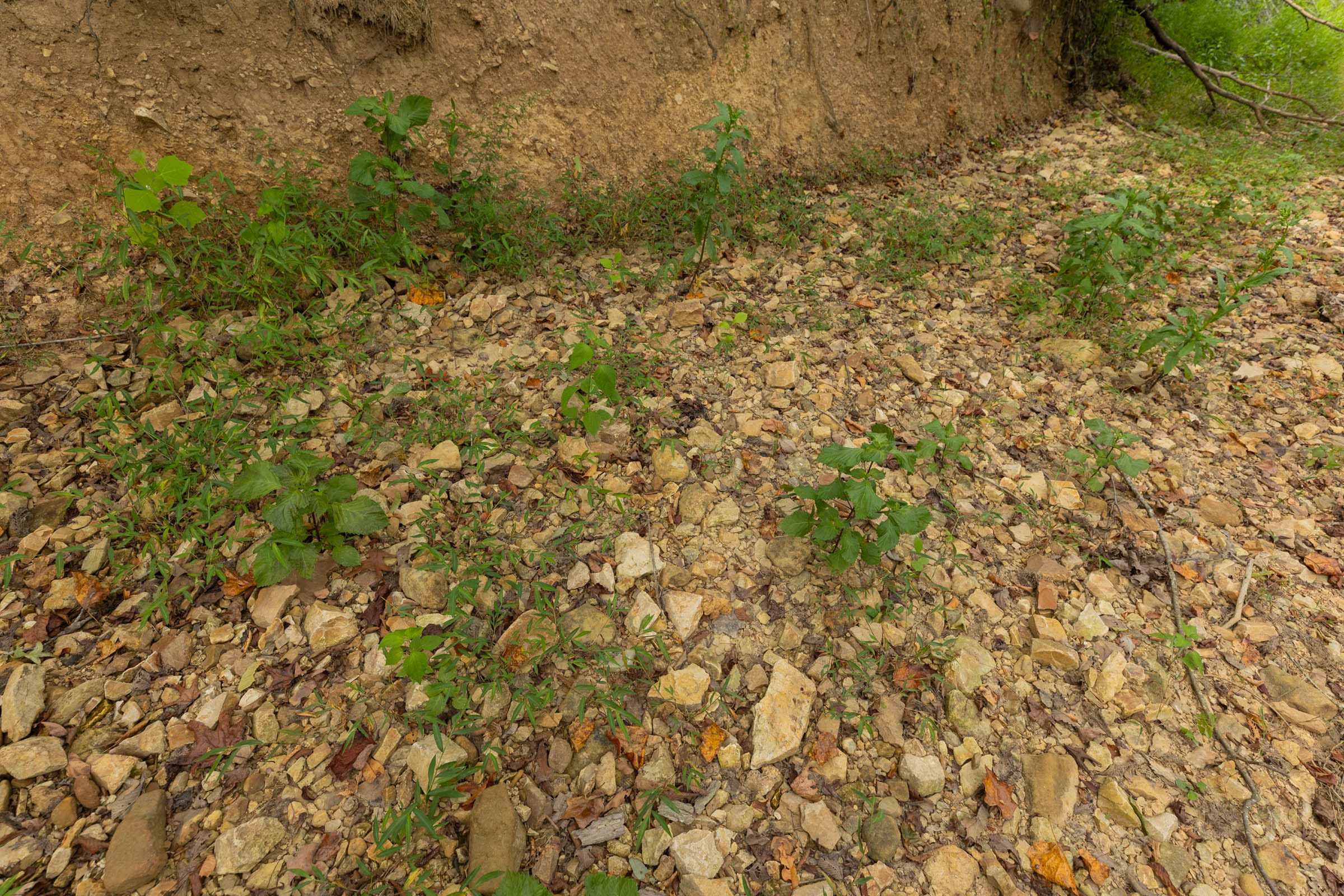 Big White Oak Tract 128 photo 3