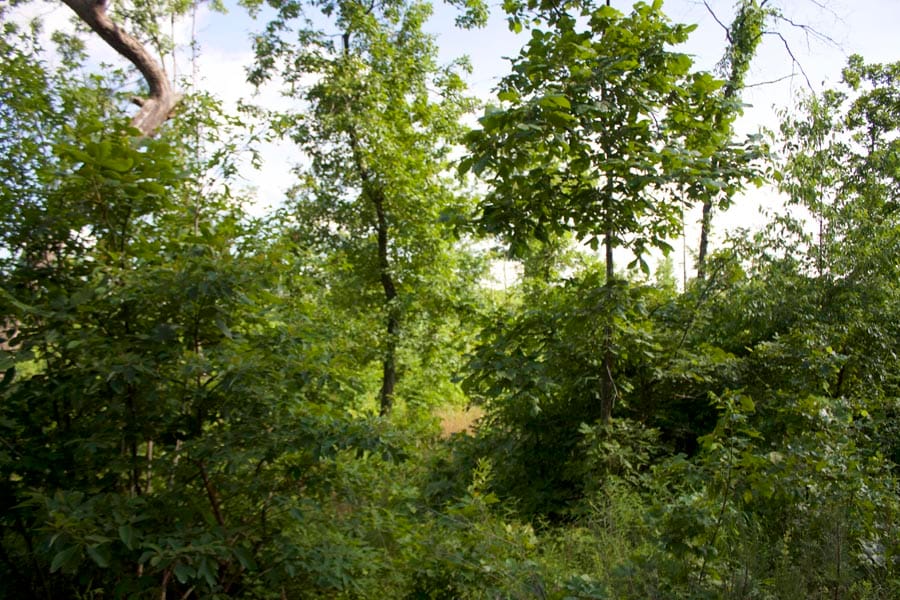 Thunder Mountain Ranch Tract 4 photo 2
