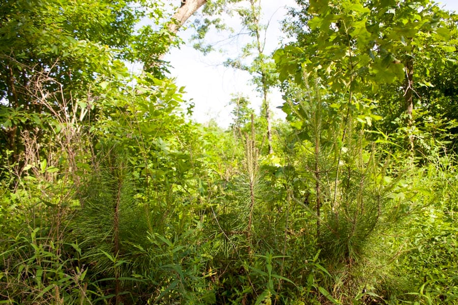 Thunder Mountain Ranch Tract 4 photo 3