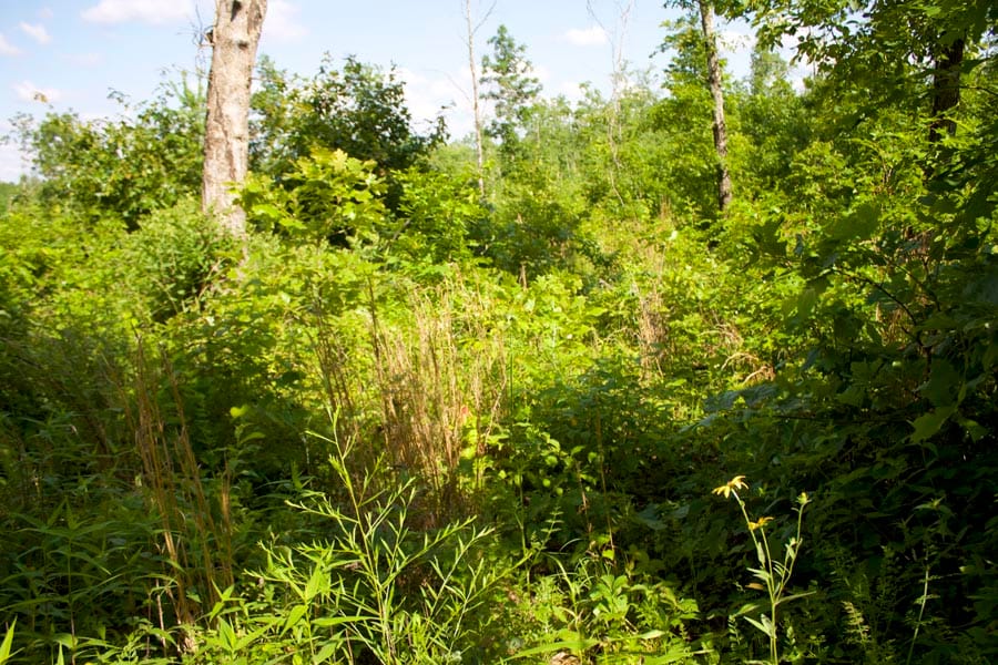 Thunder Mountain Ranch Tract 4 photo 5